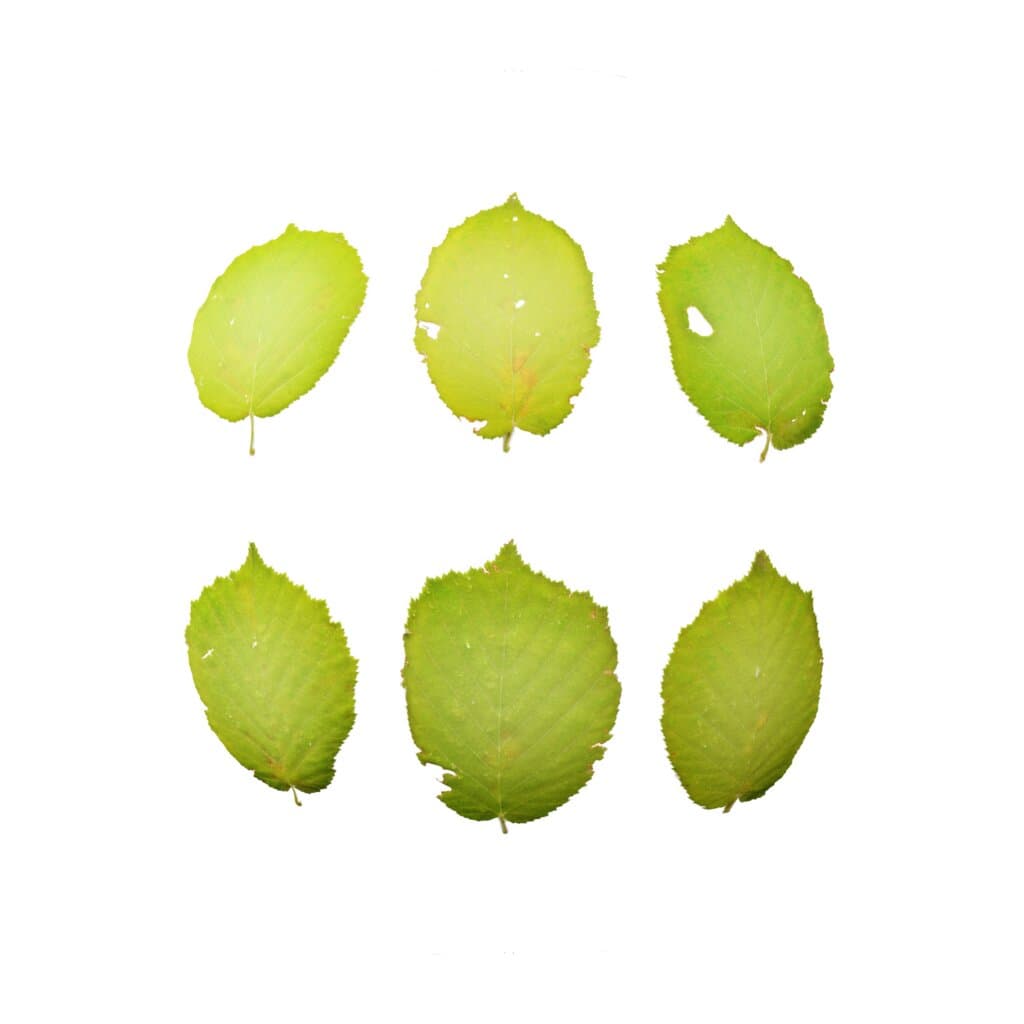 LeafSet009 PREVIEW