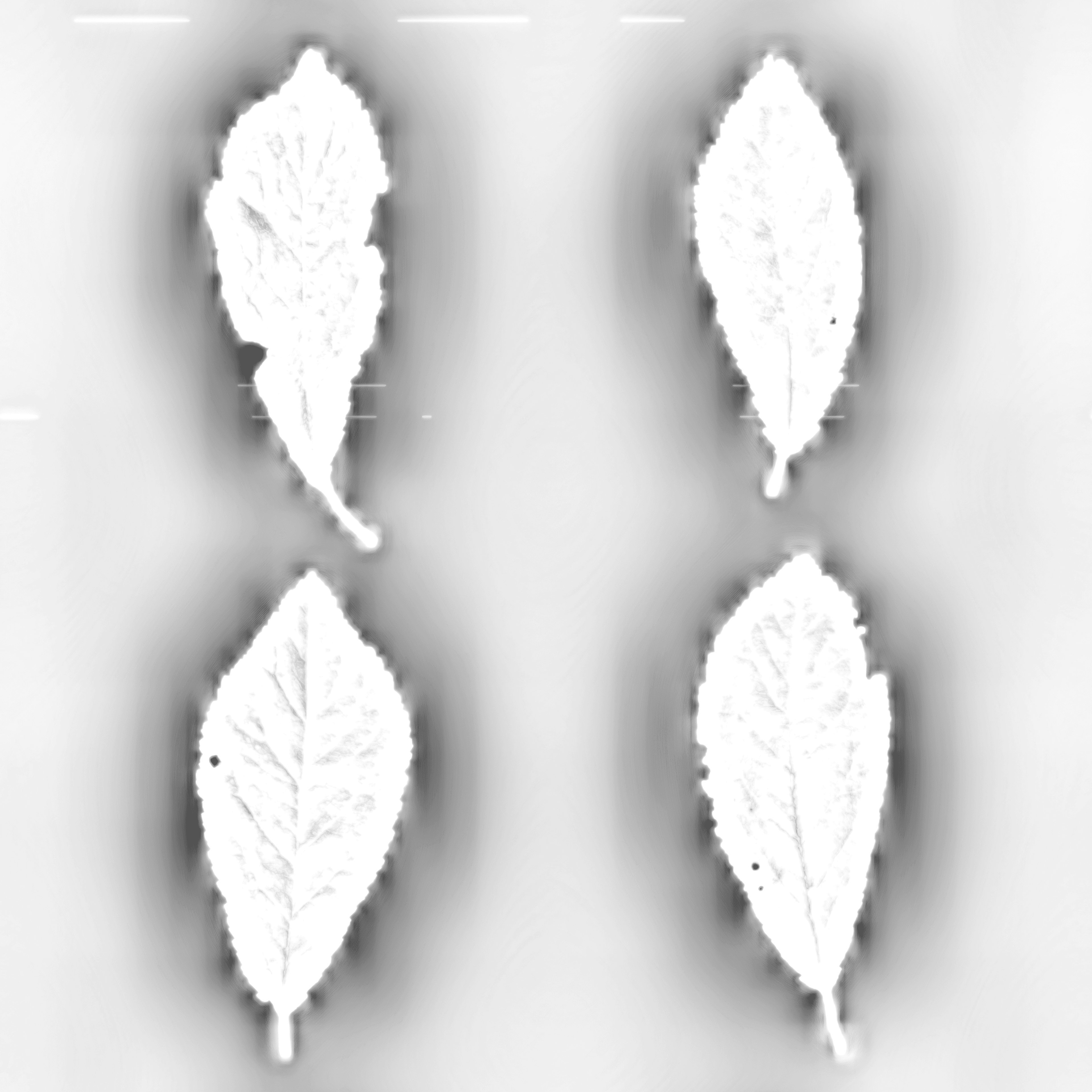 LeafSet003 4K AmbientOcclusion