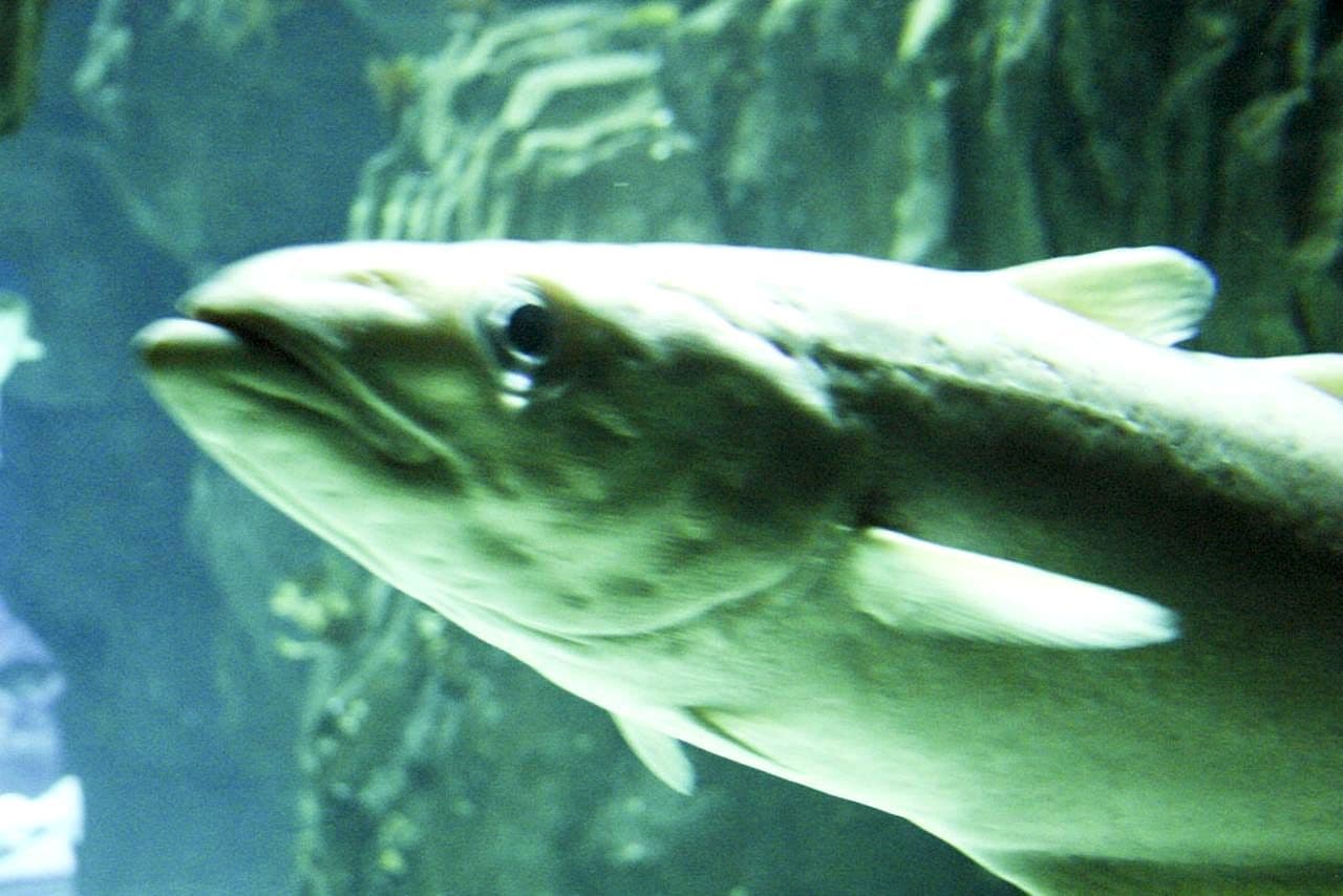Pike fish underwater