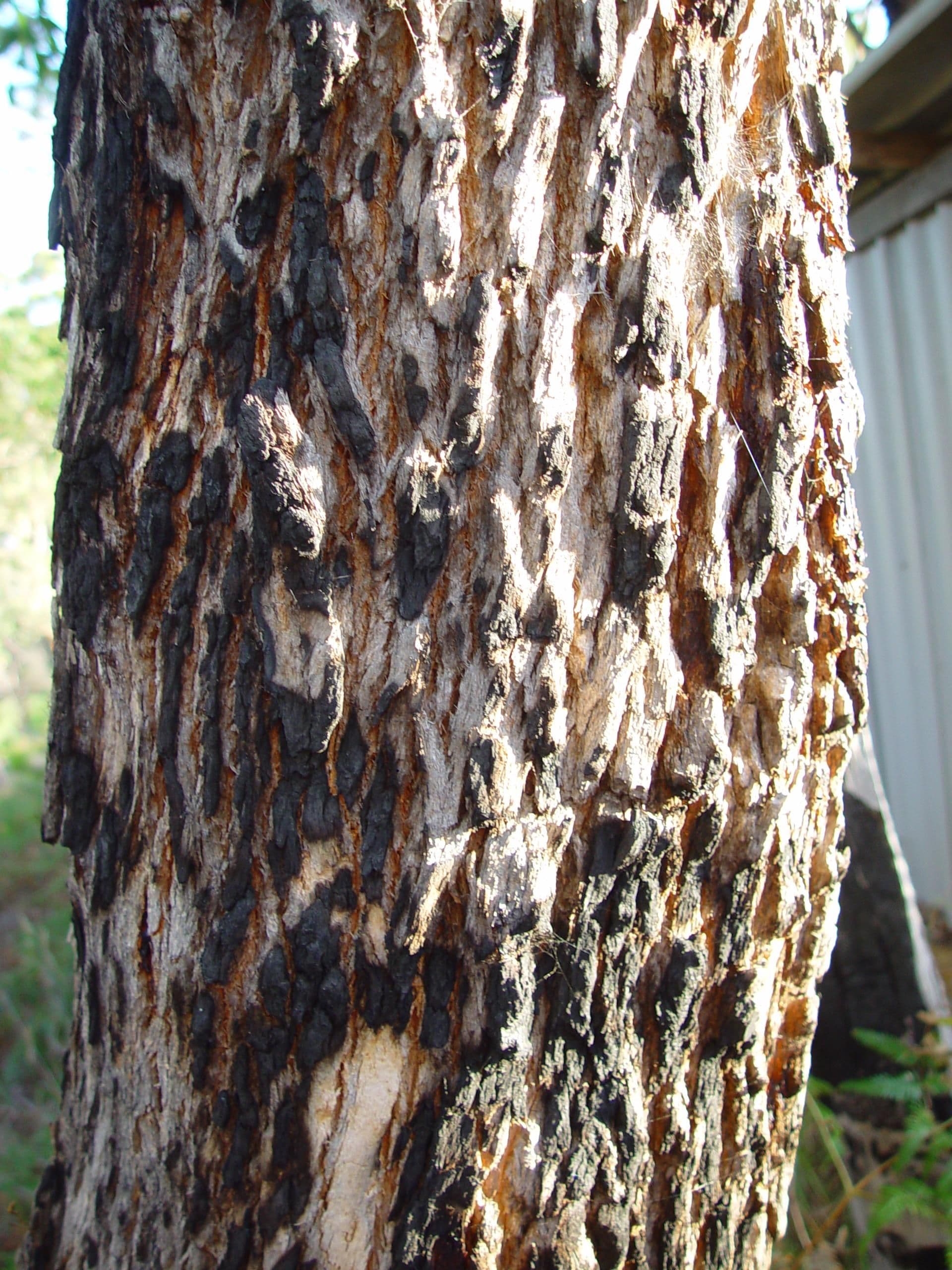 Redgum bark