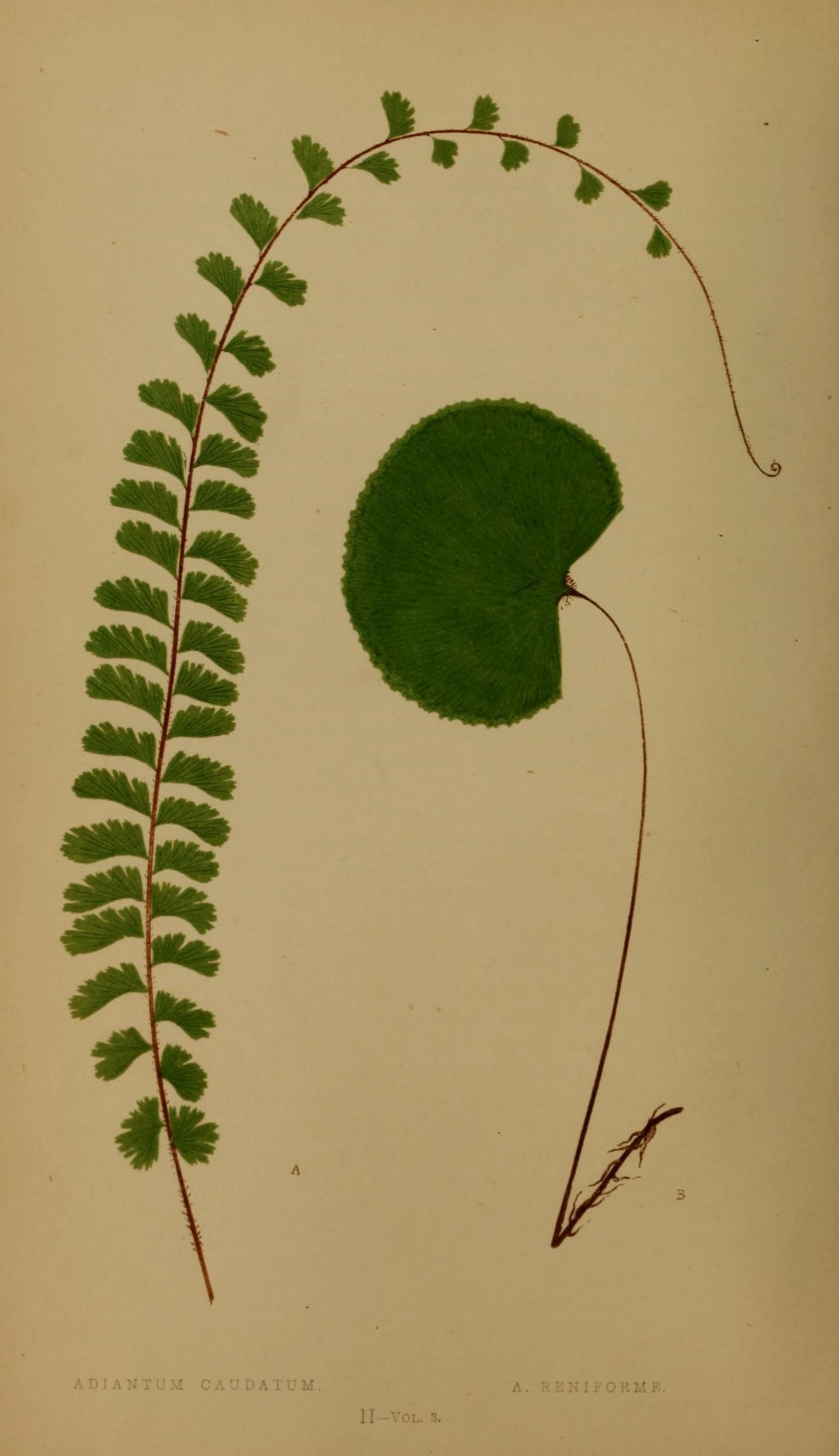 Ferns- British and exotic (10292022135)