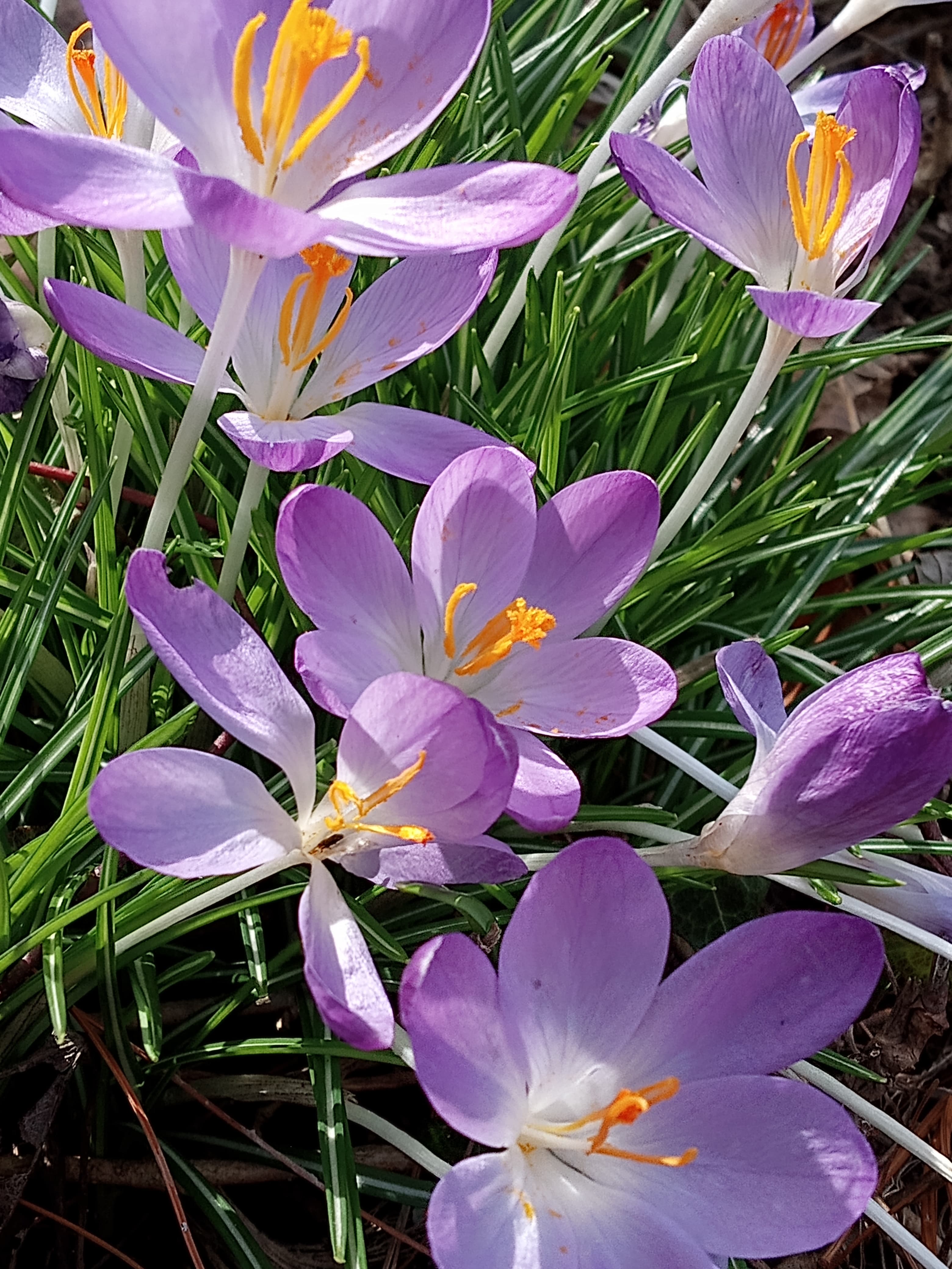 Wildflowers of Ohio