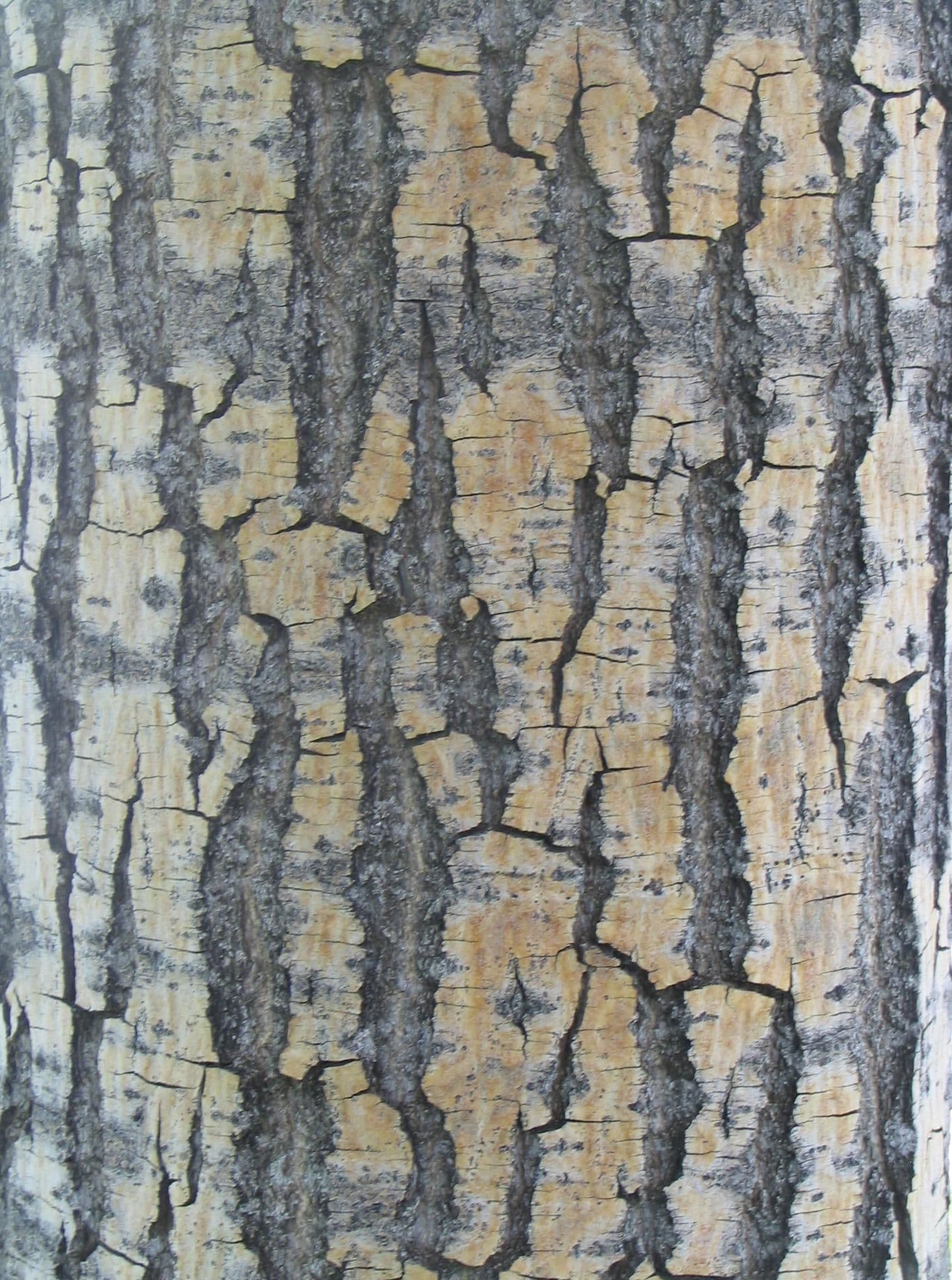 Bark texture wood
