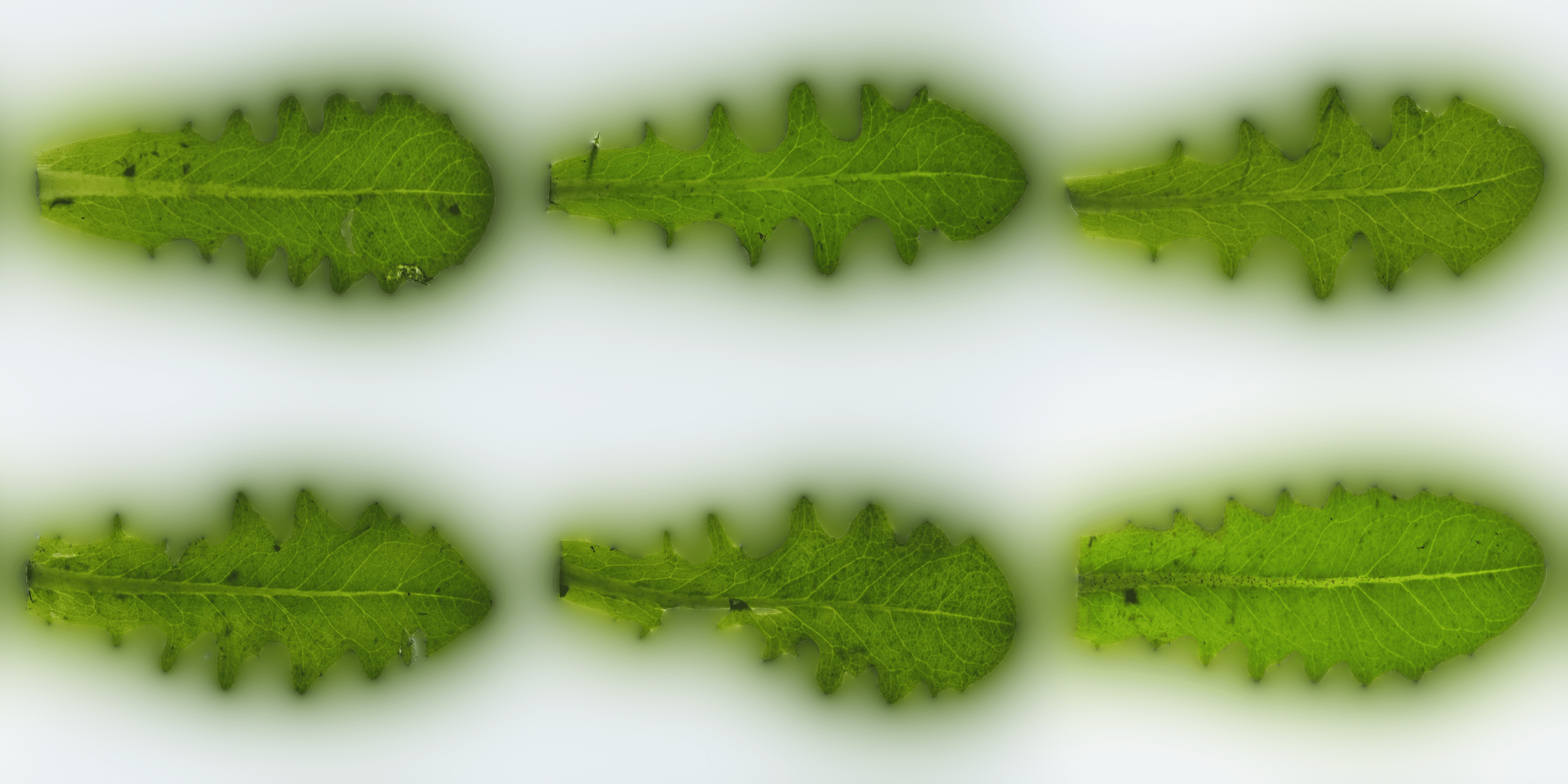 LeafSet026 8K-PNG Scattering