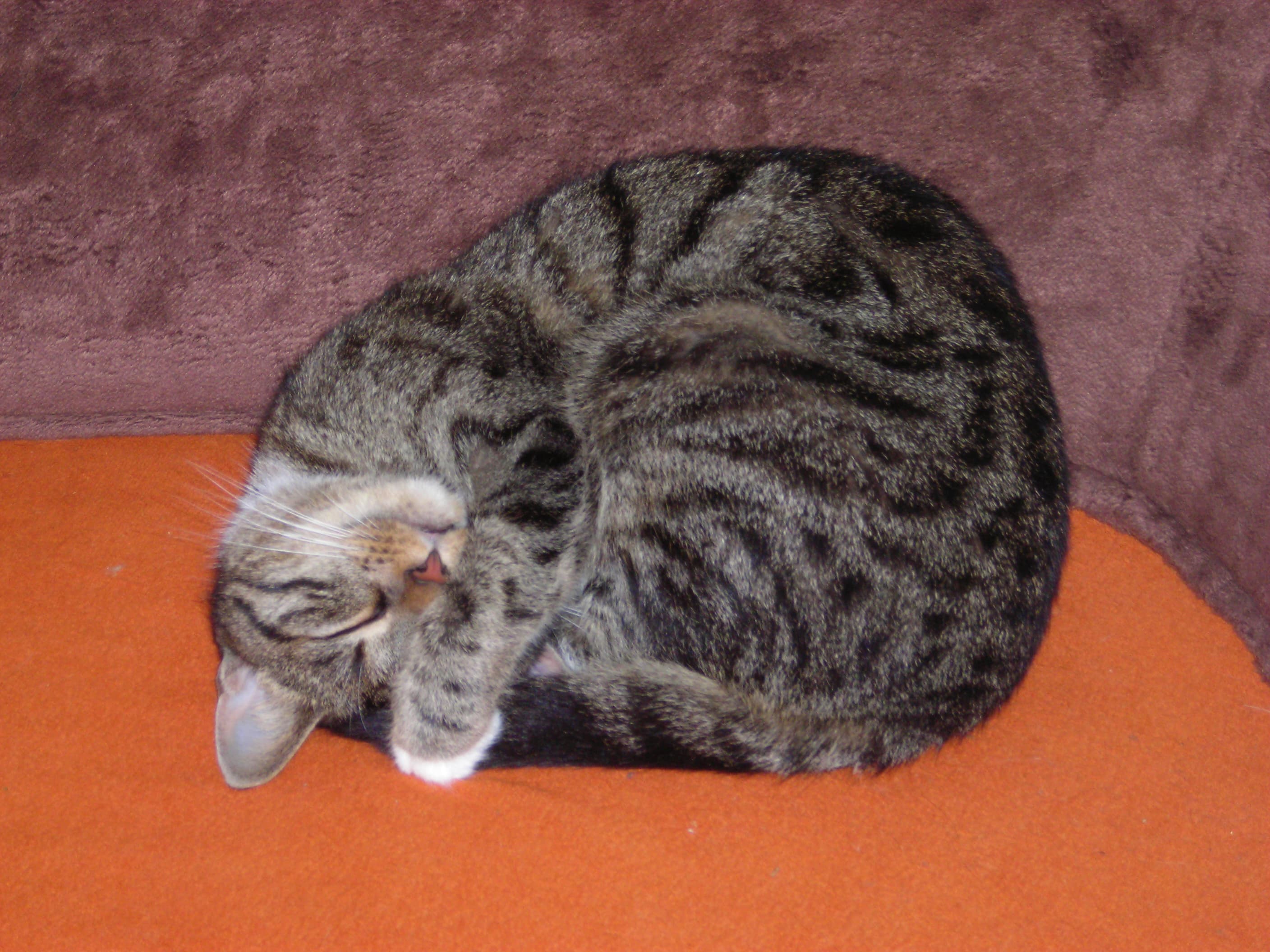 Sleeping Tabby Cat