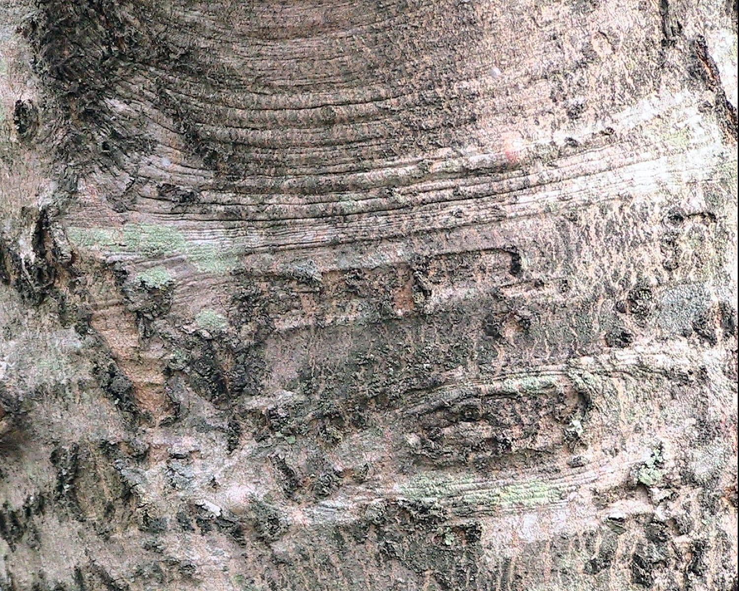 Silver maple tree bark