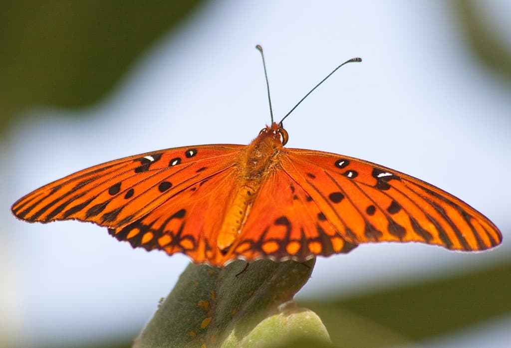 Butterfly Gulf-Fritillary