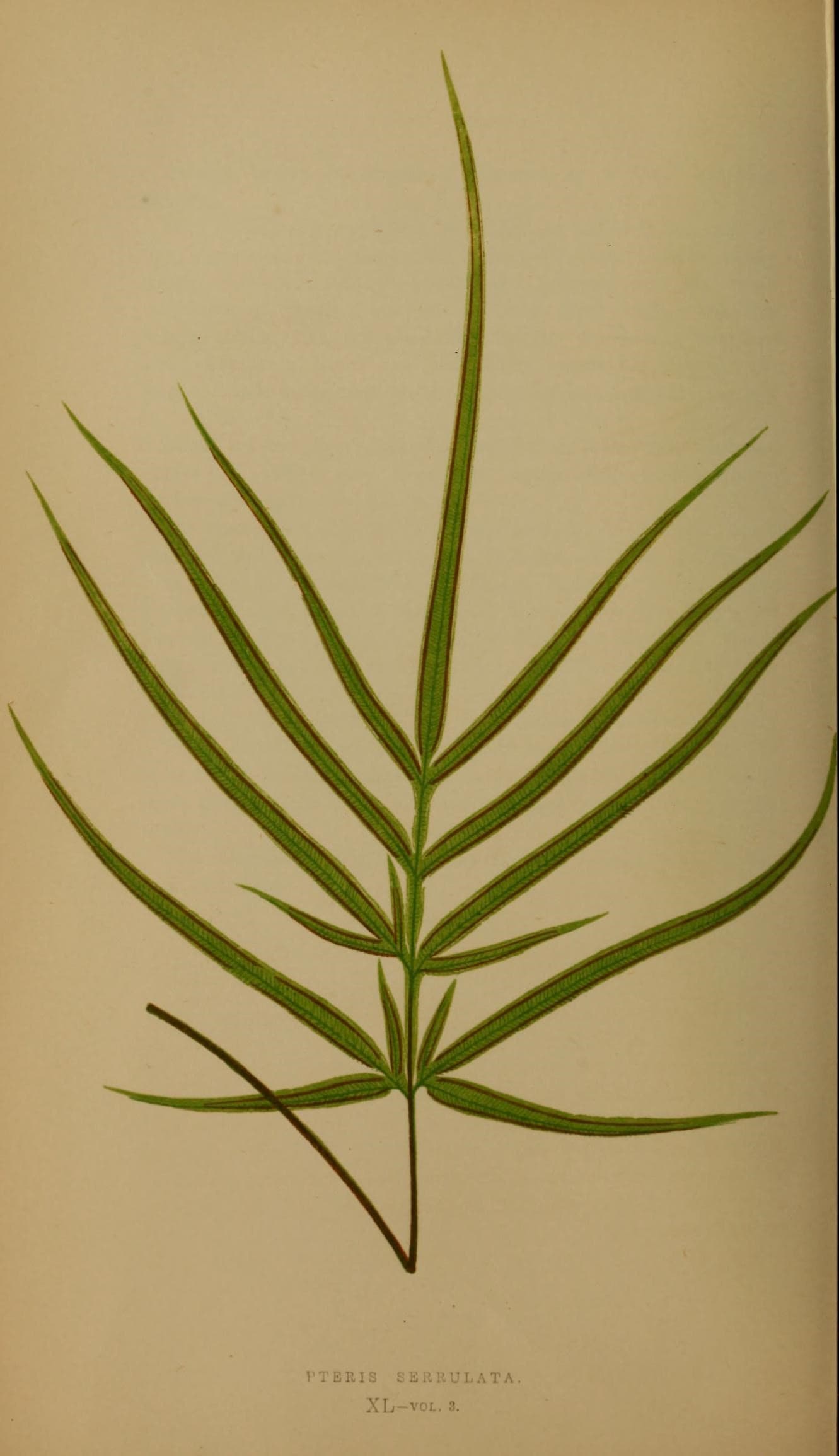 Ferns- British and exotic (10292260283)