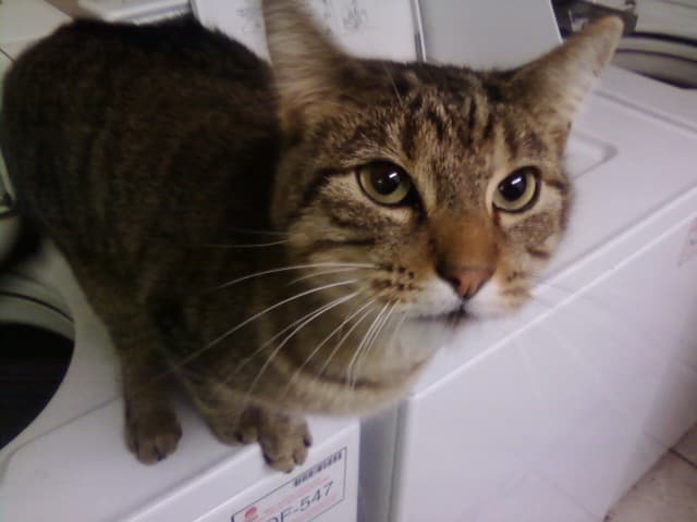TabbyCat