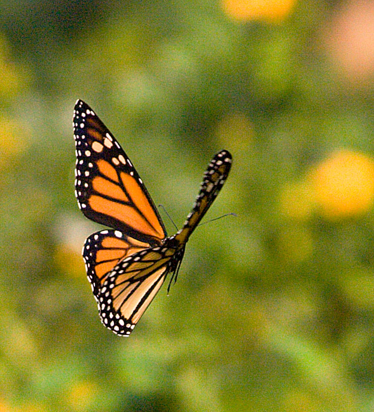 Butterfly 1 at Fairchild