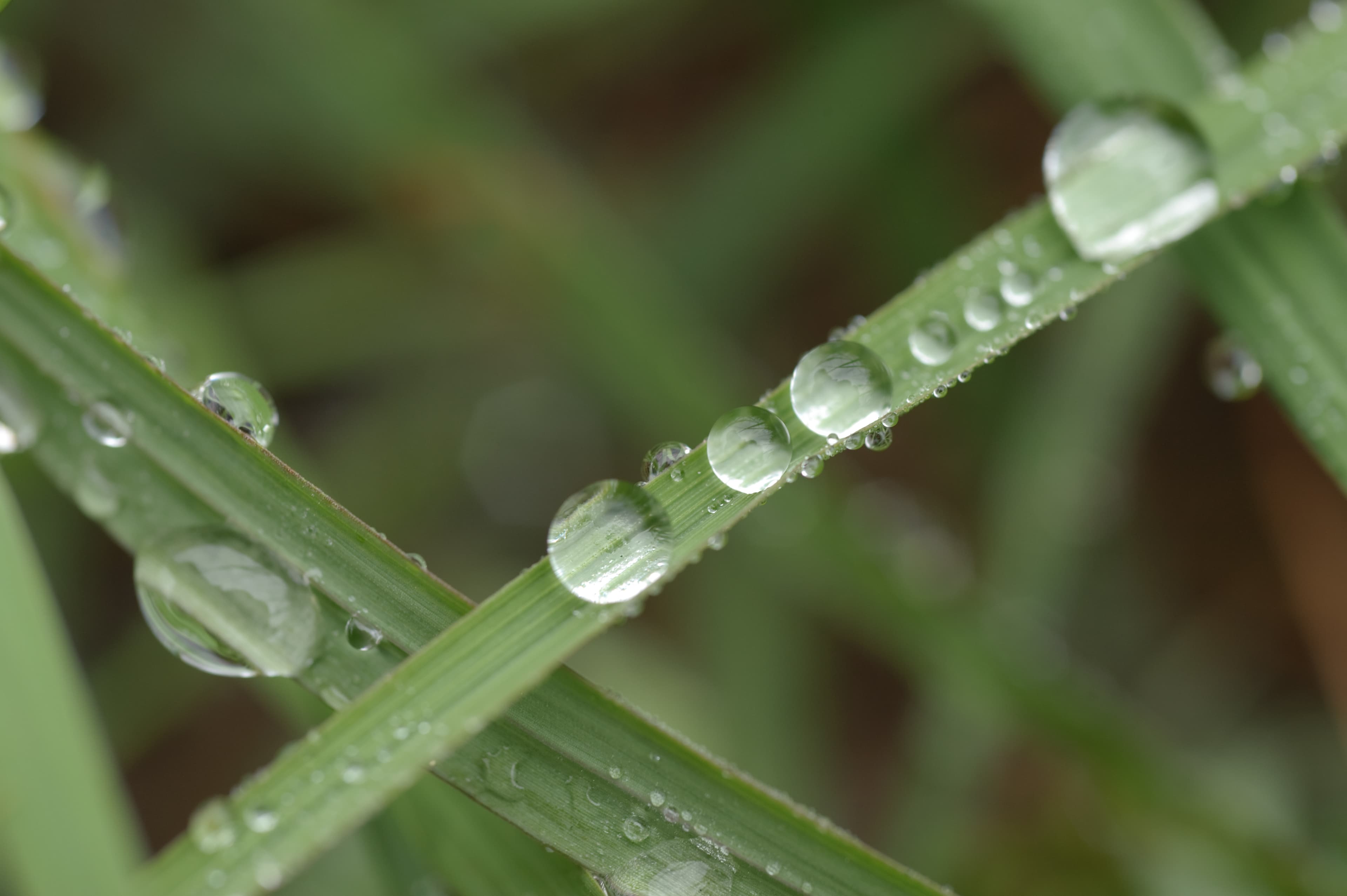 Water droplets on range grass. (24993649972)