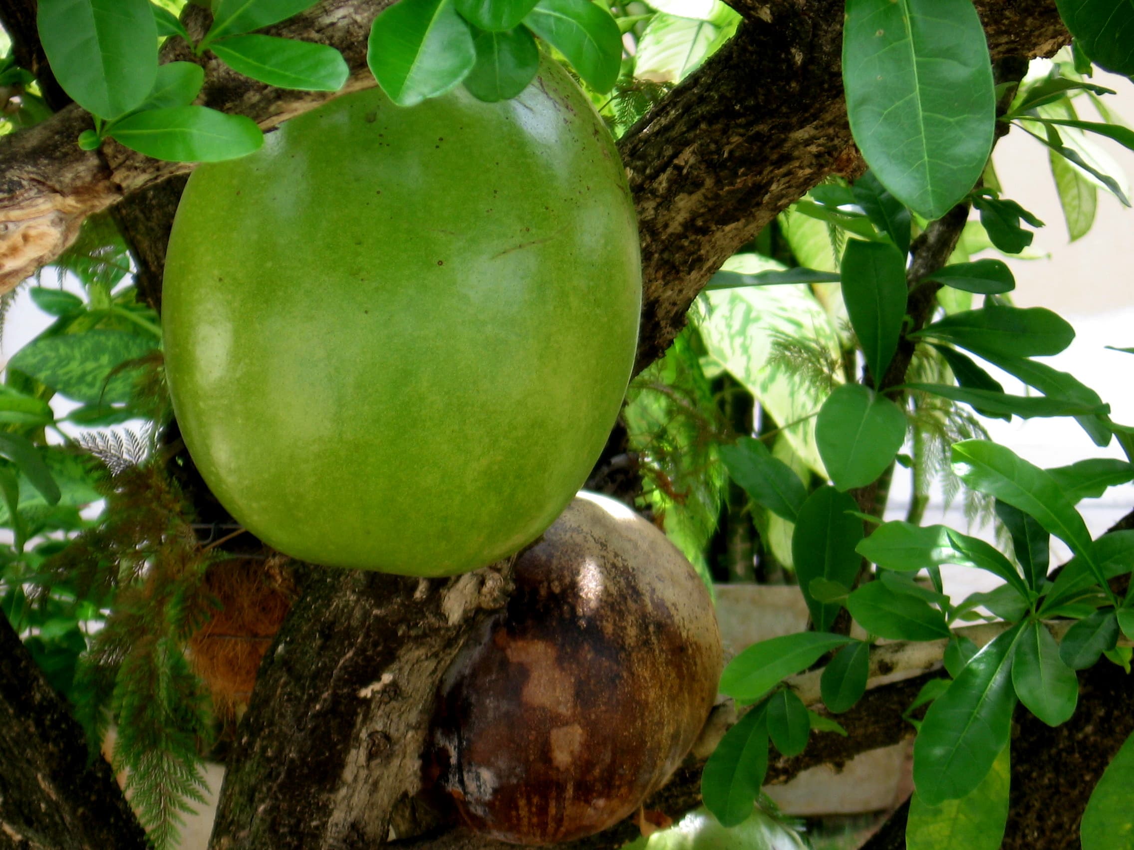 Crescentia cujete00