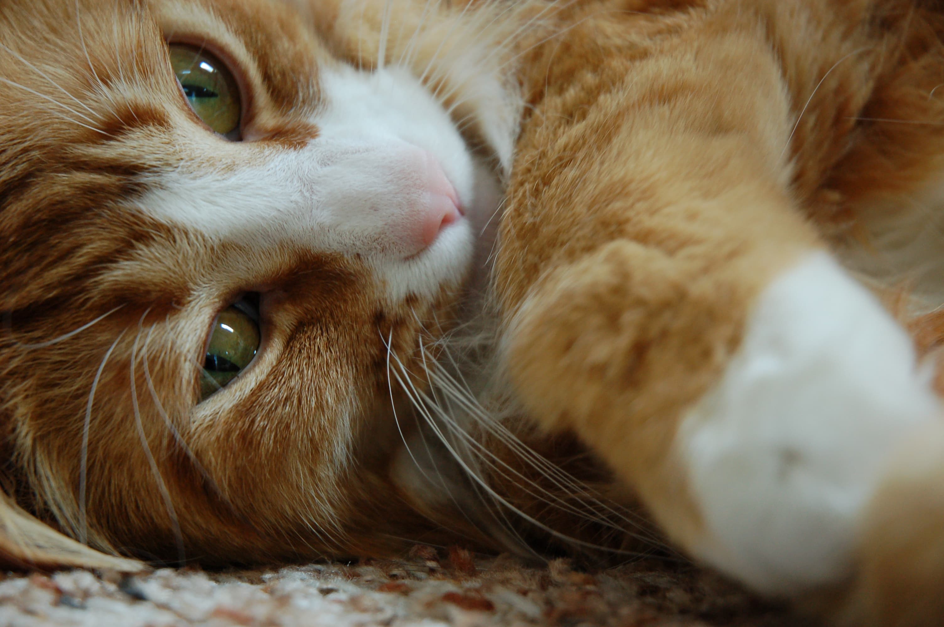 Orange tabby cat closeup