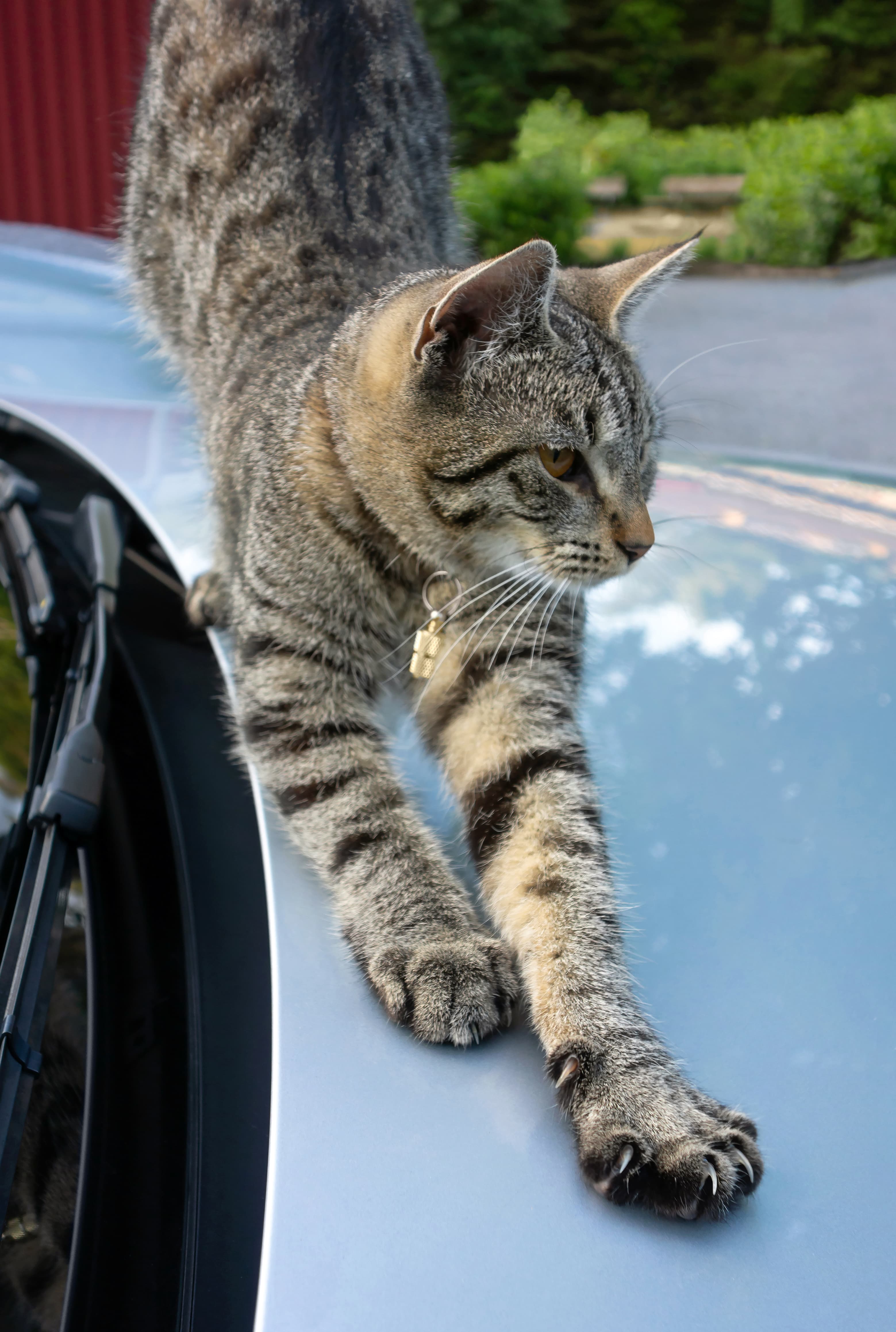 Young tabby cat showing claws