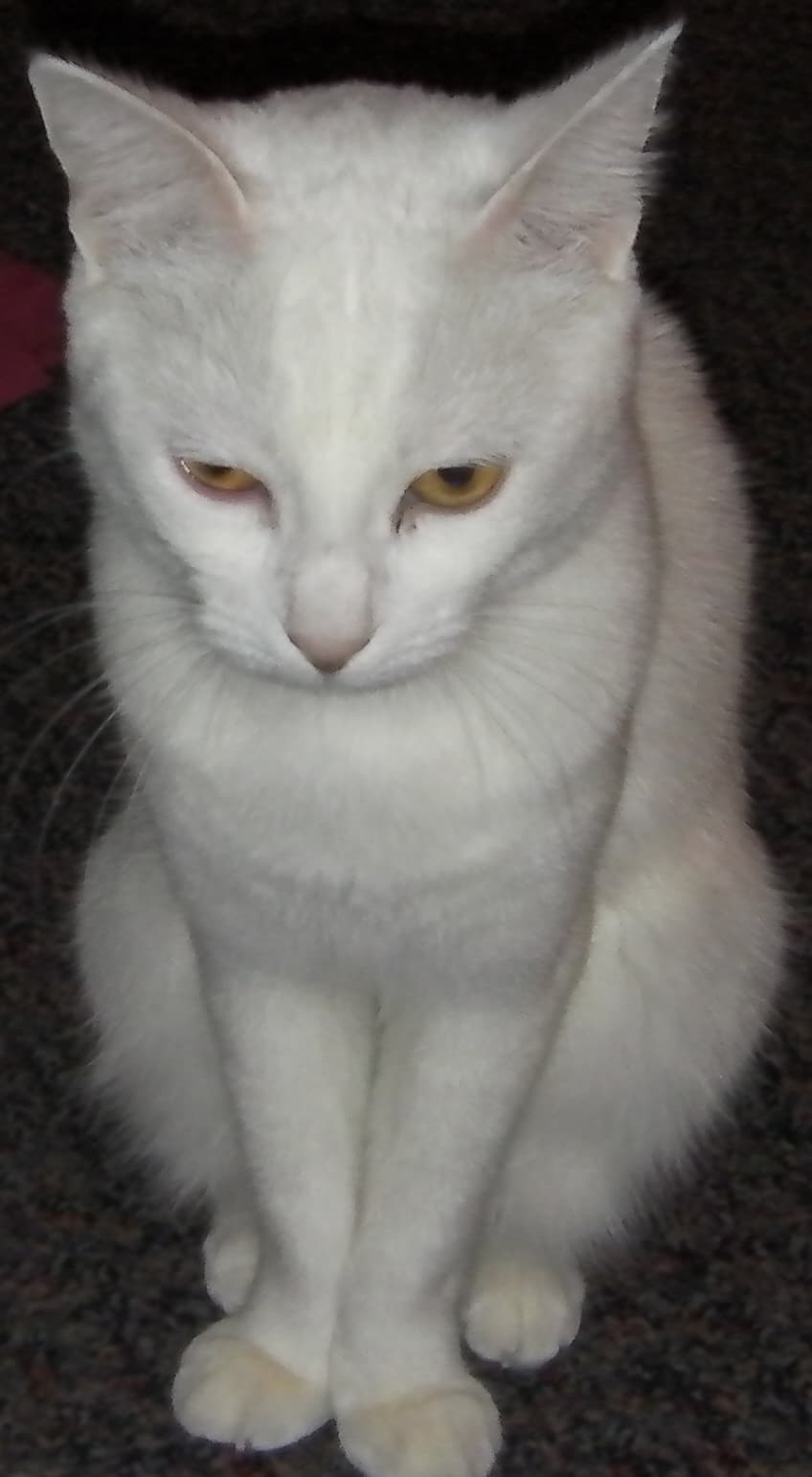 Domestic Cat White