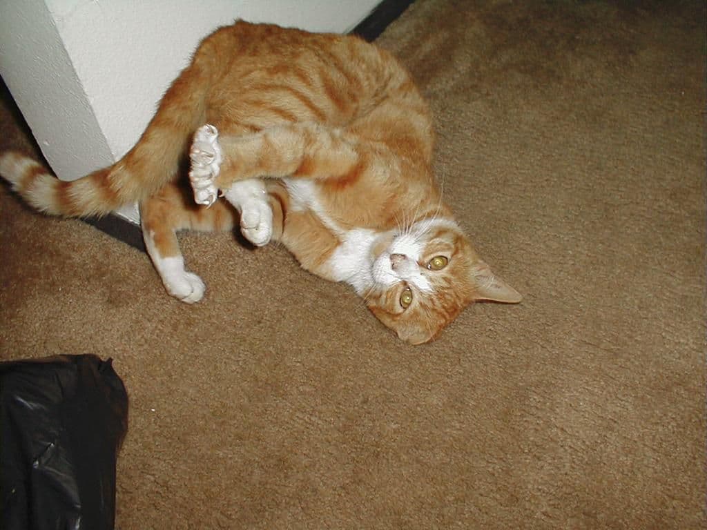 Domestic cat laying on back