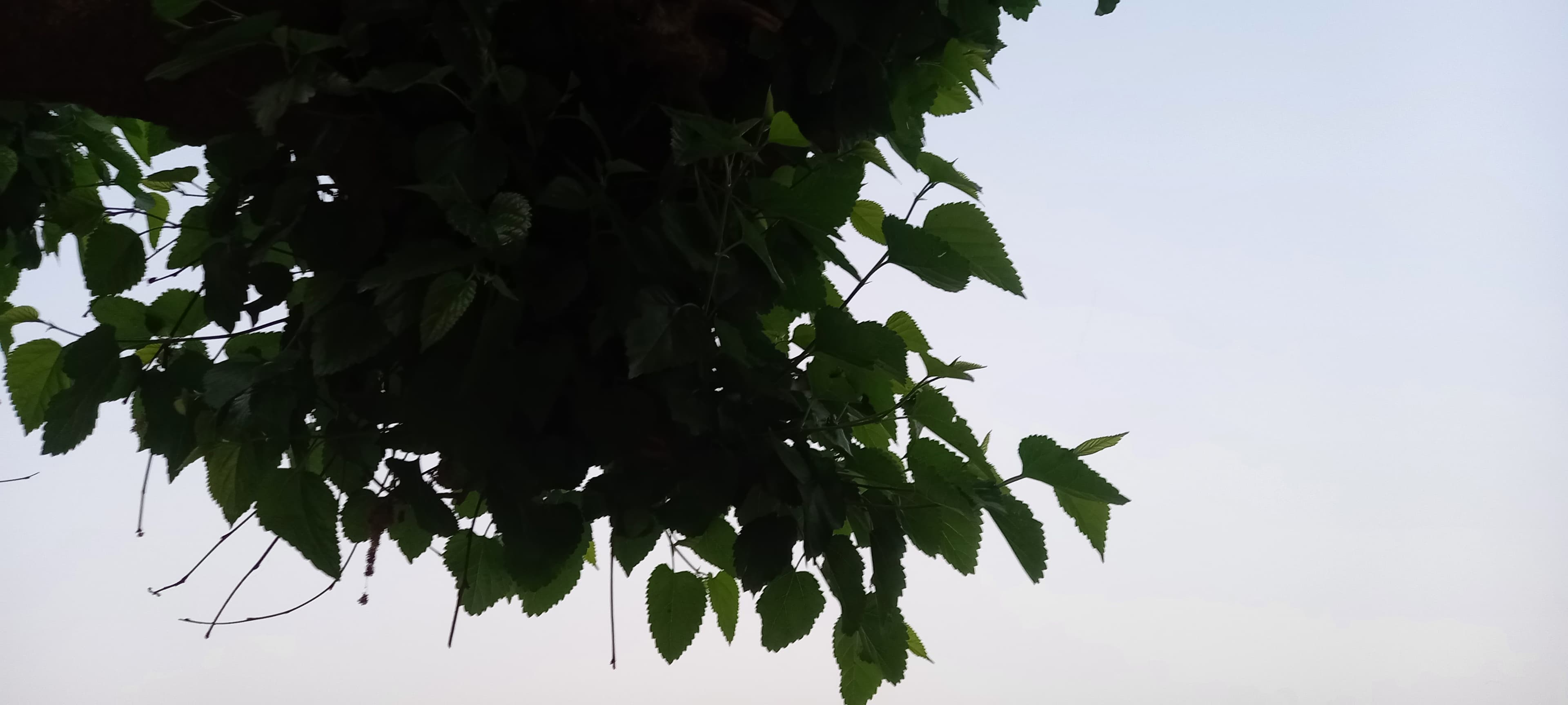 Mulberry tree leaves