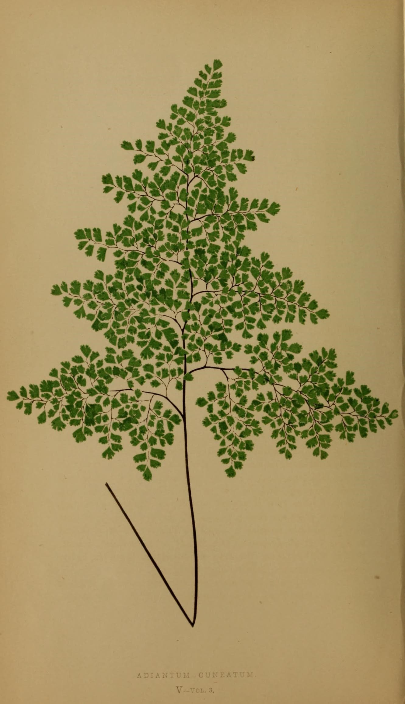 Ferns- British and exotic (10292014566)