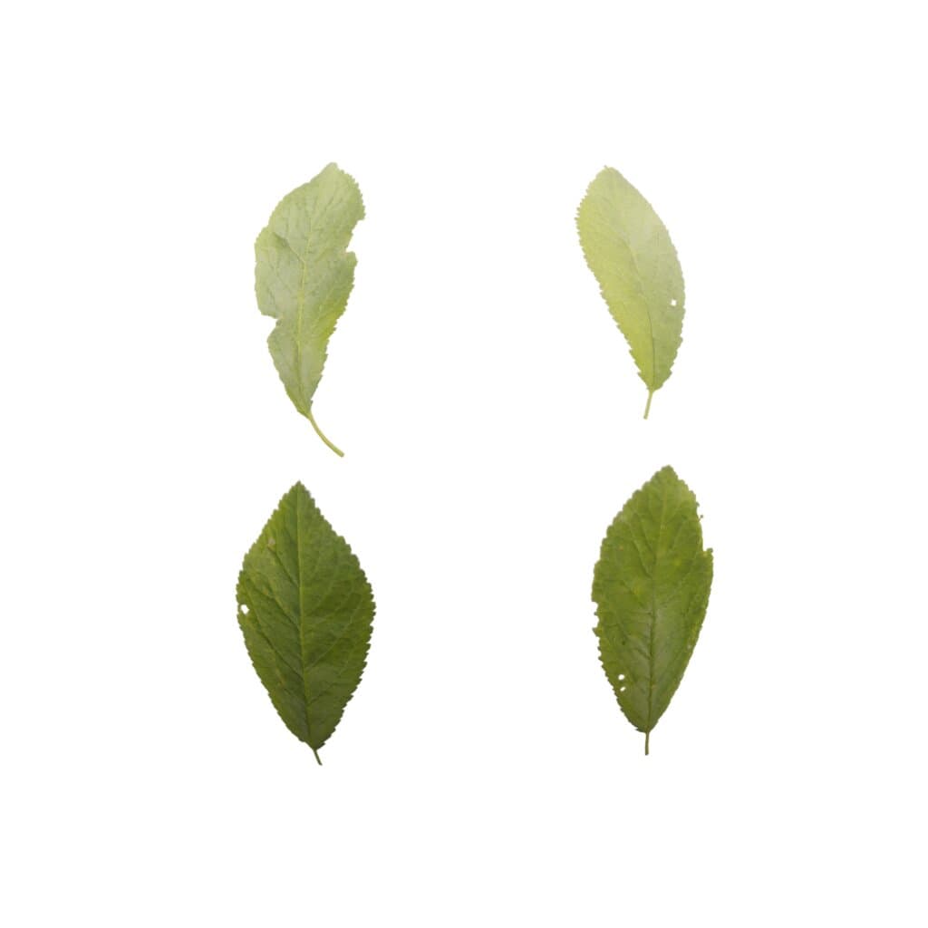 LeafSet003 PREVIEW