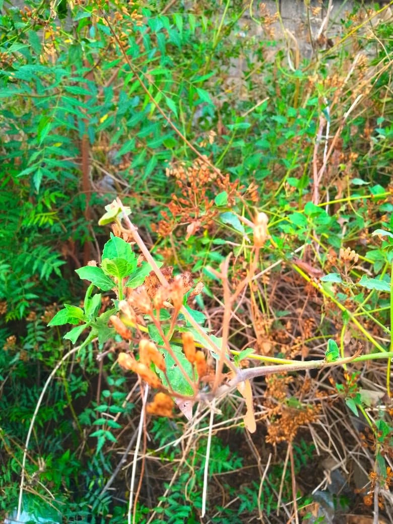 Leaves in ilorin 12