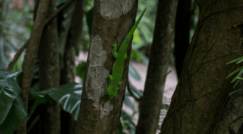 Reptile on a tree