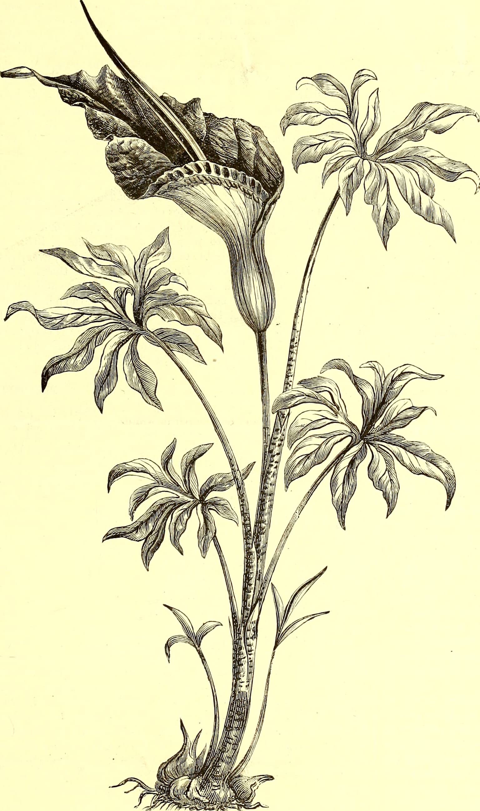 The American garden (1873) (18123184896)