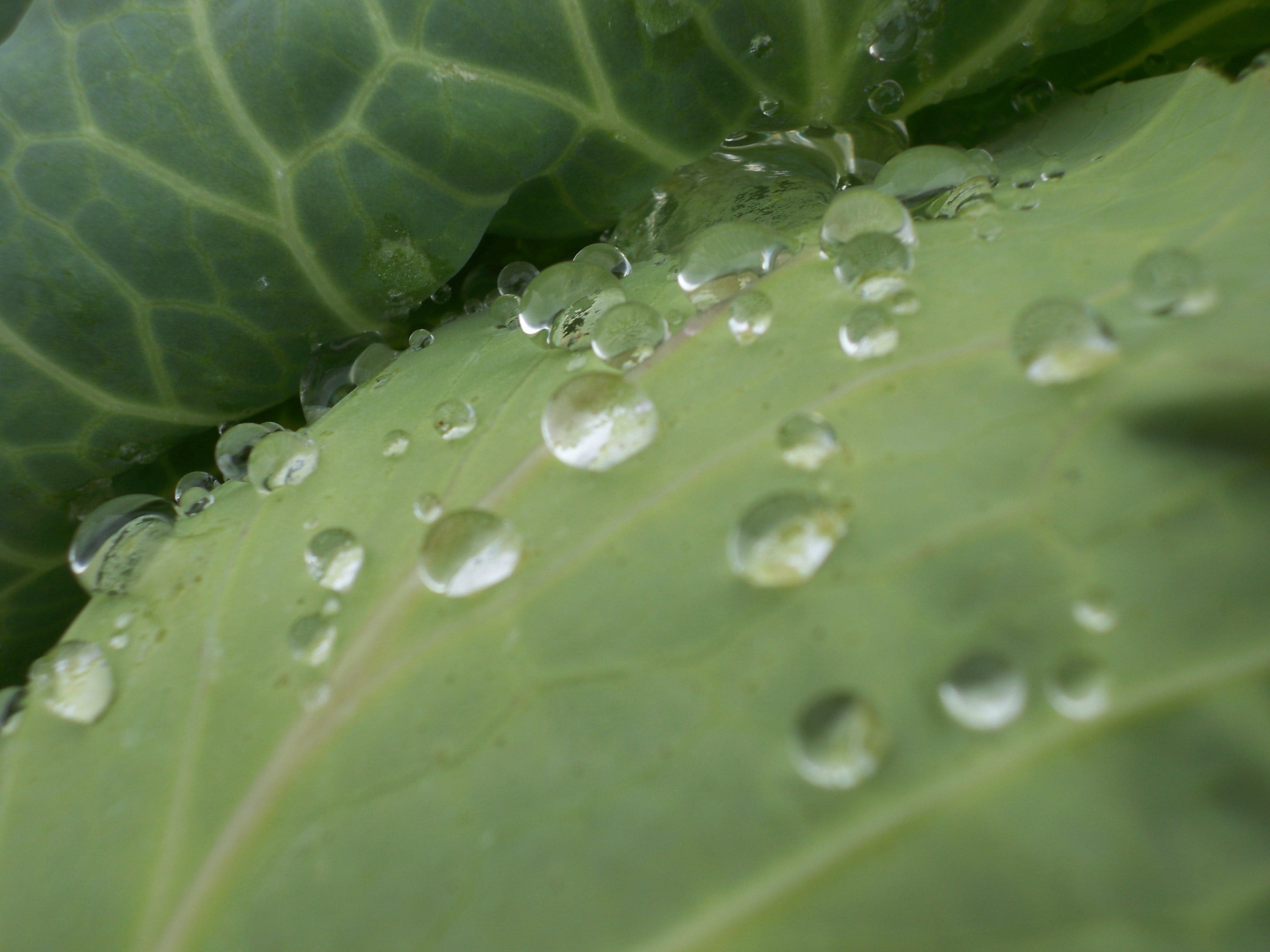 Drops on cabbage