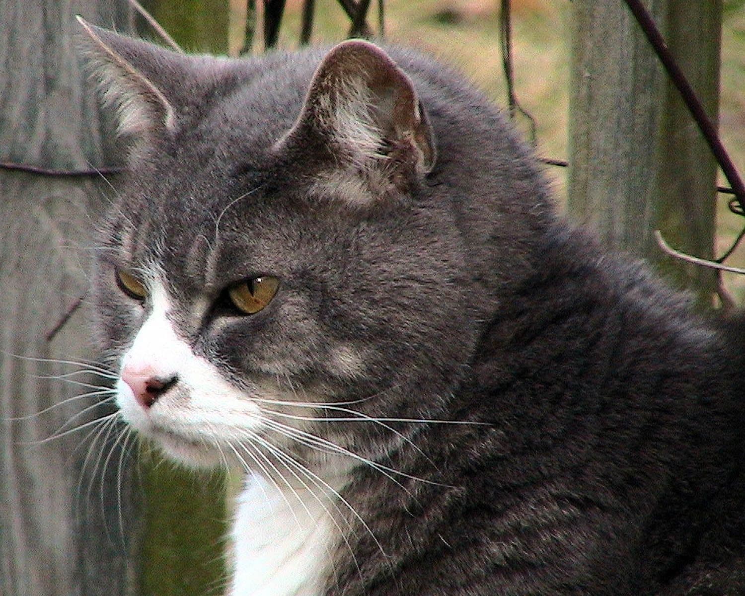 Fat tabby cat