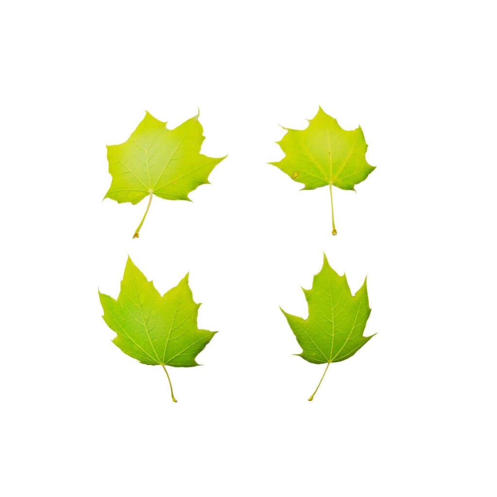 LeafSet010 PREVIEW