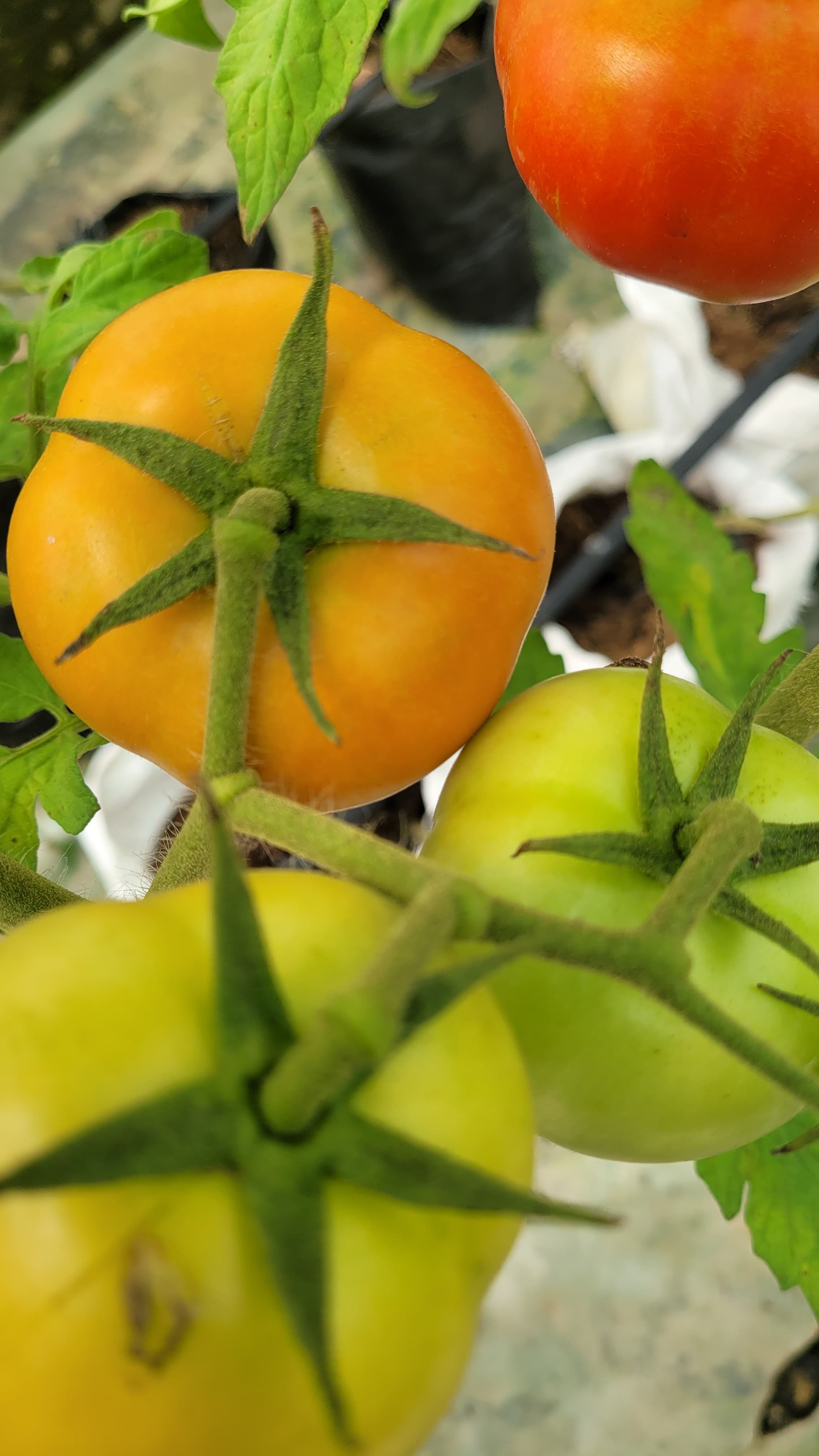 Tomatoes in a screen house 02