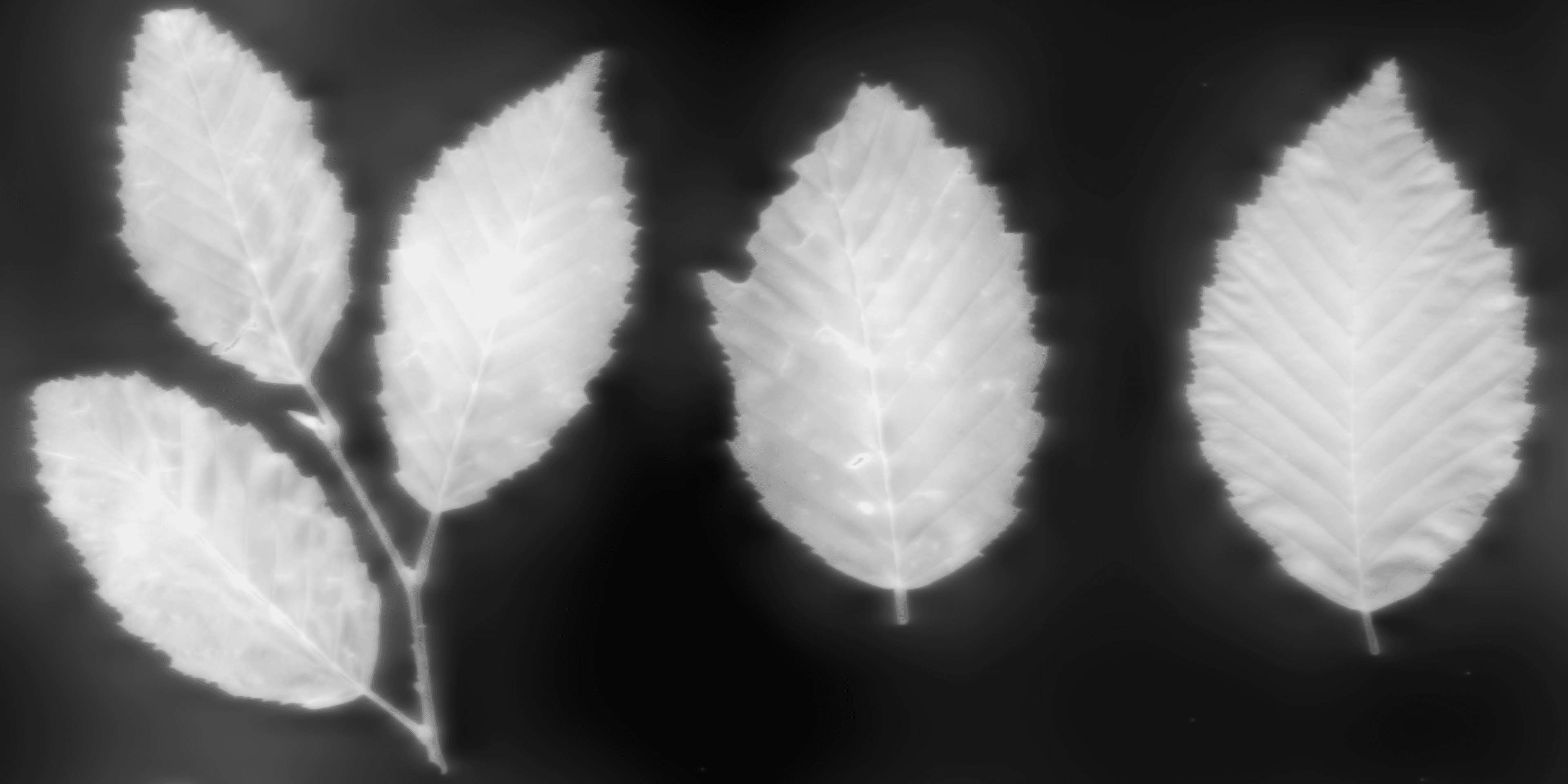 LeafSet005 8K Displacement