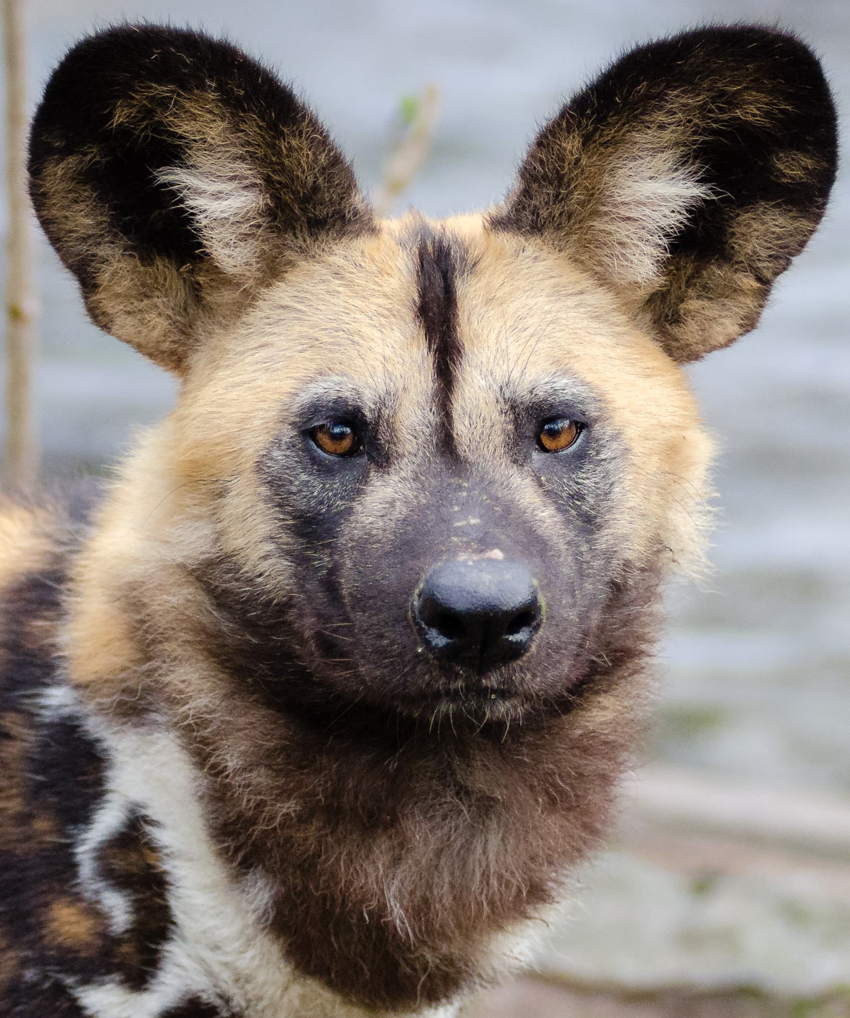 African wild dog (portrait)