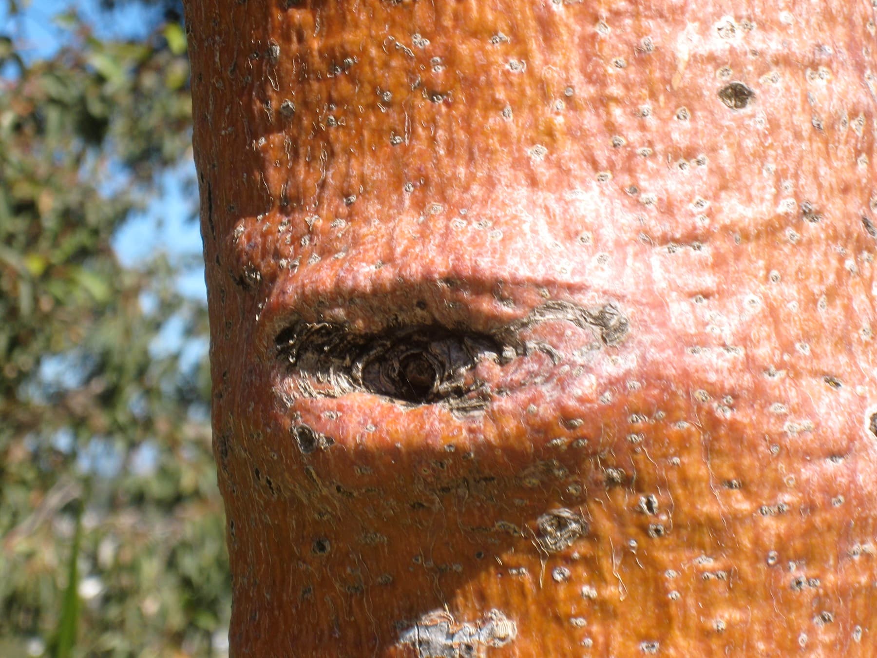 Boab Tree Bark With Eyes (1711039685)