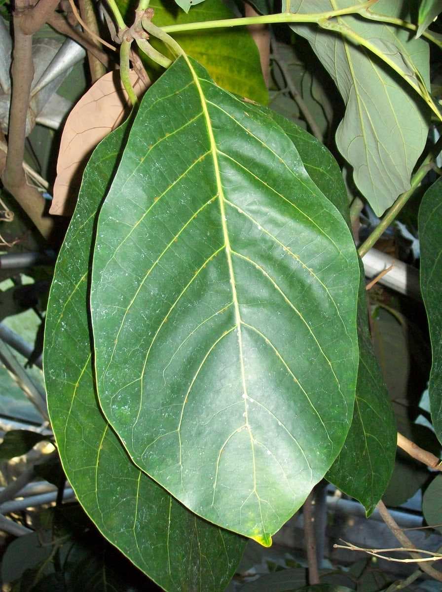 Litsea bindoniana leaves