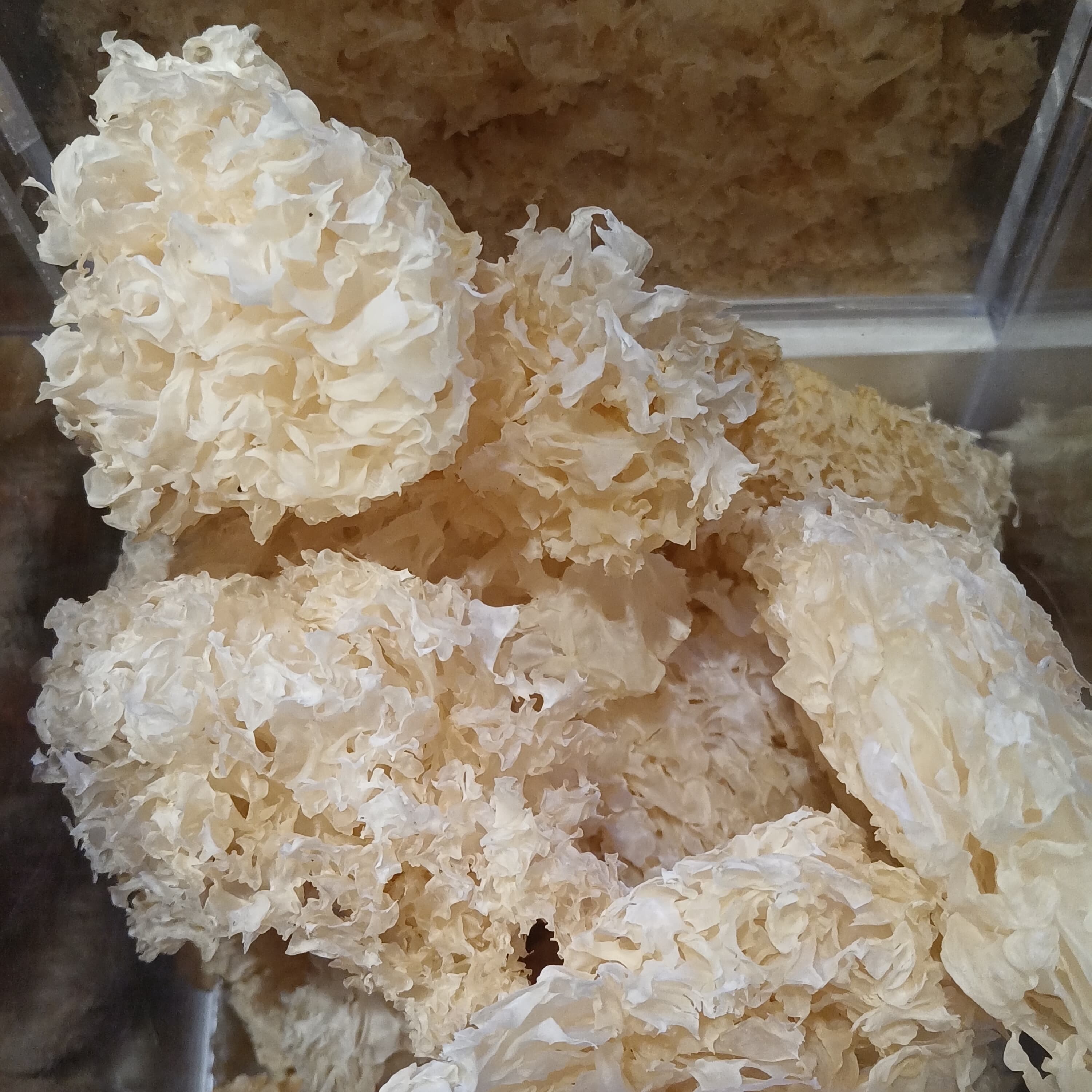 Tremella flower 🌸