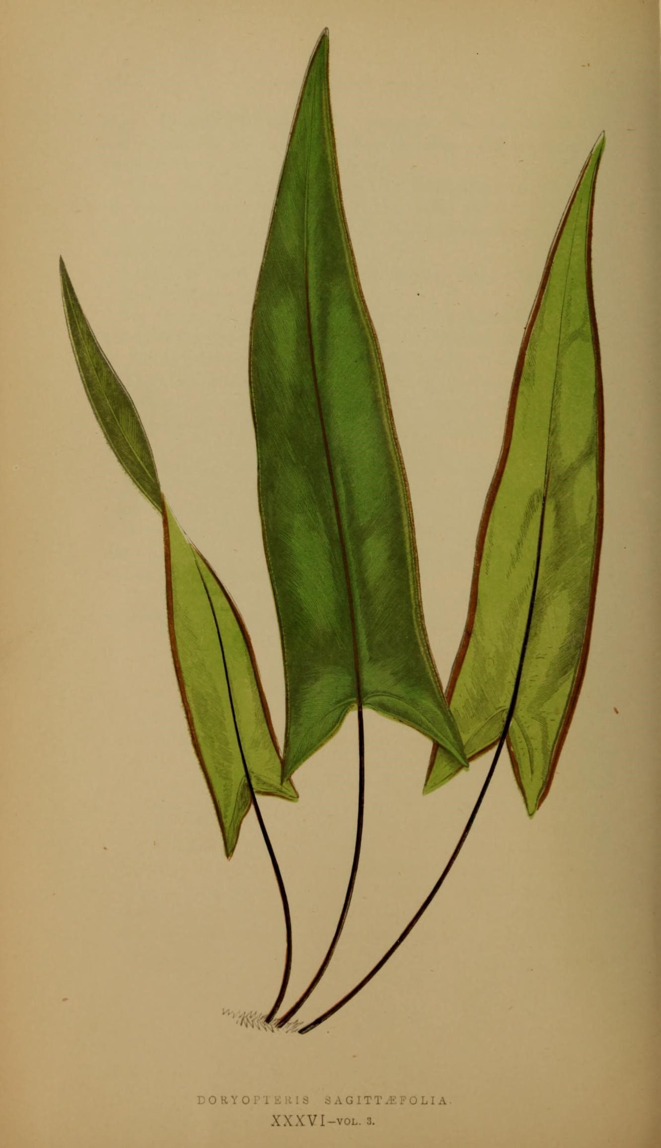 Ferns- British and exotic (10292121116)