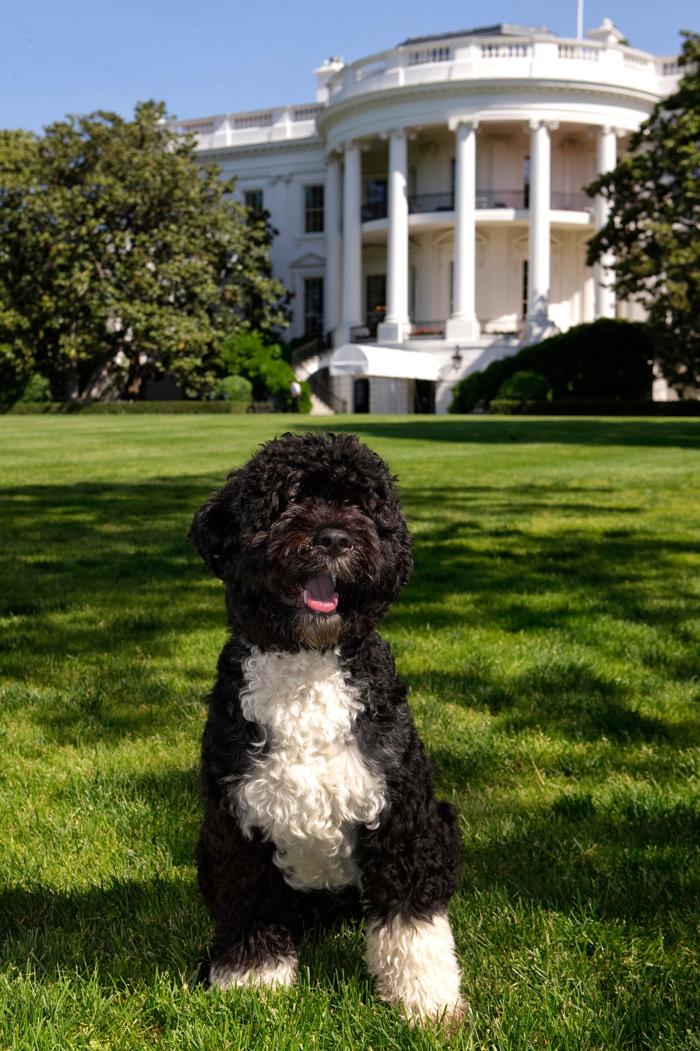Bo official portrait