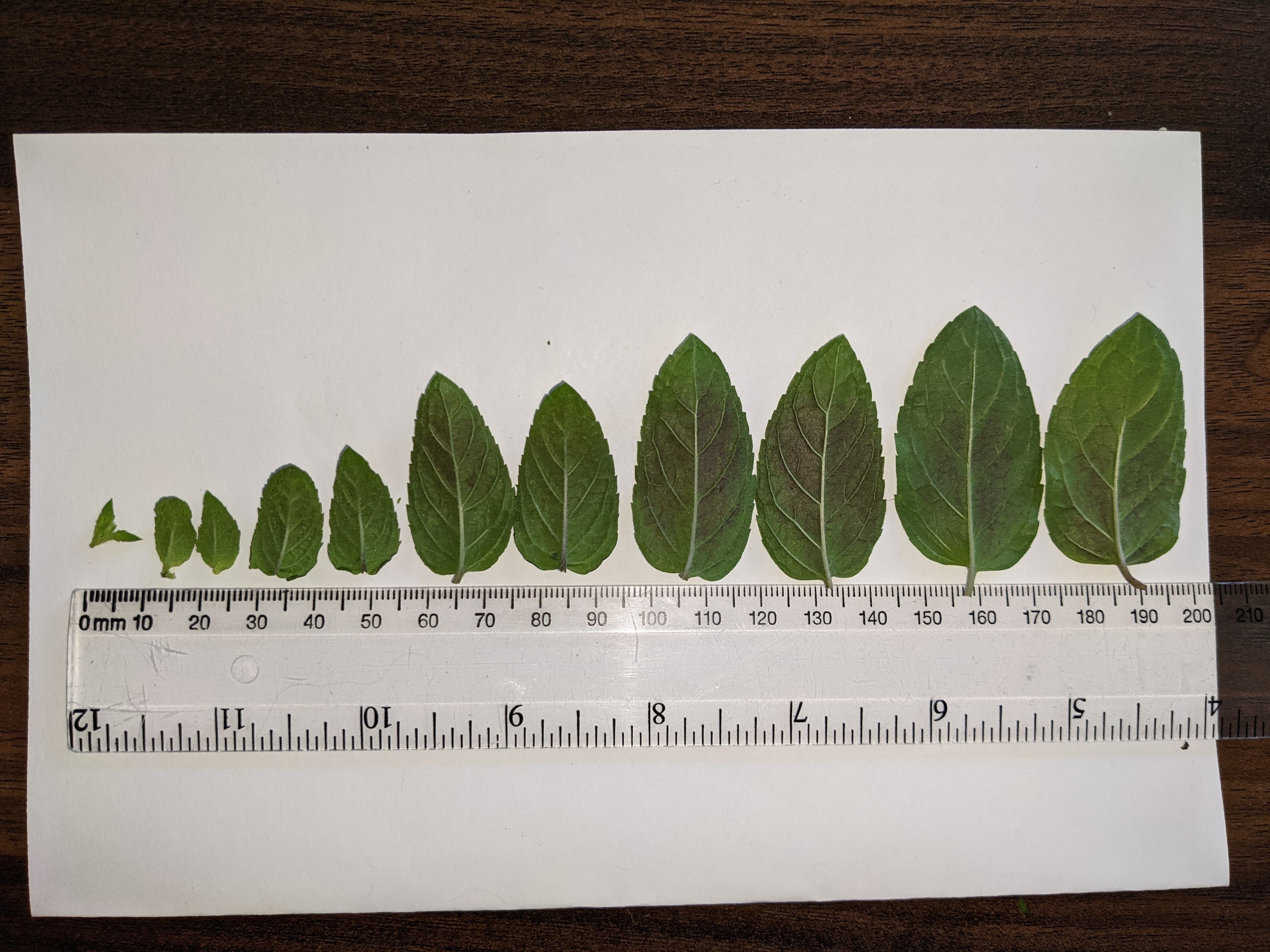Peppermint leaves with scale 2