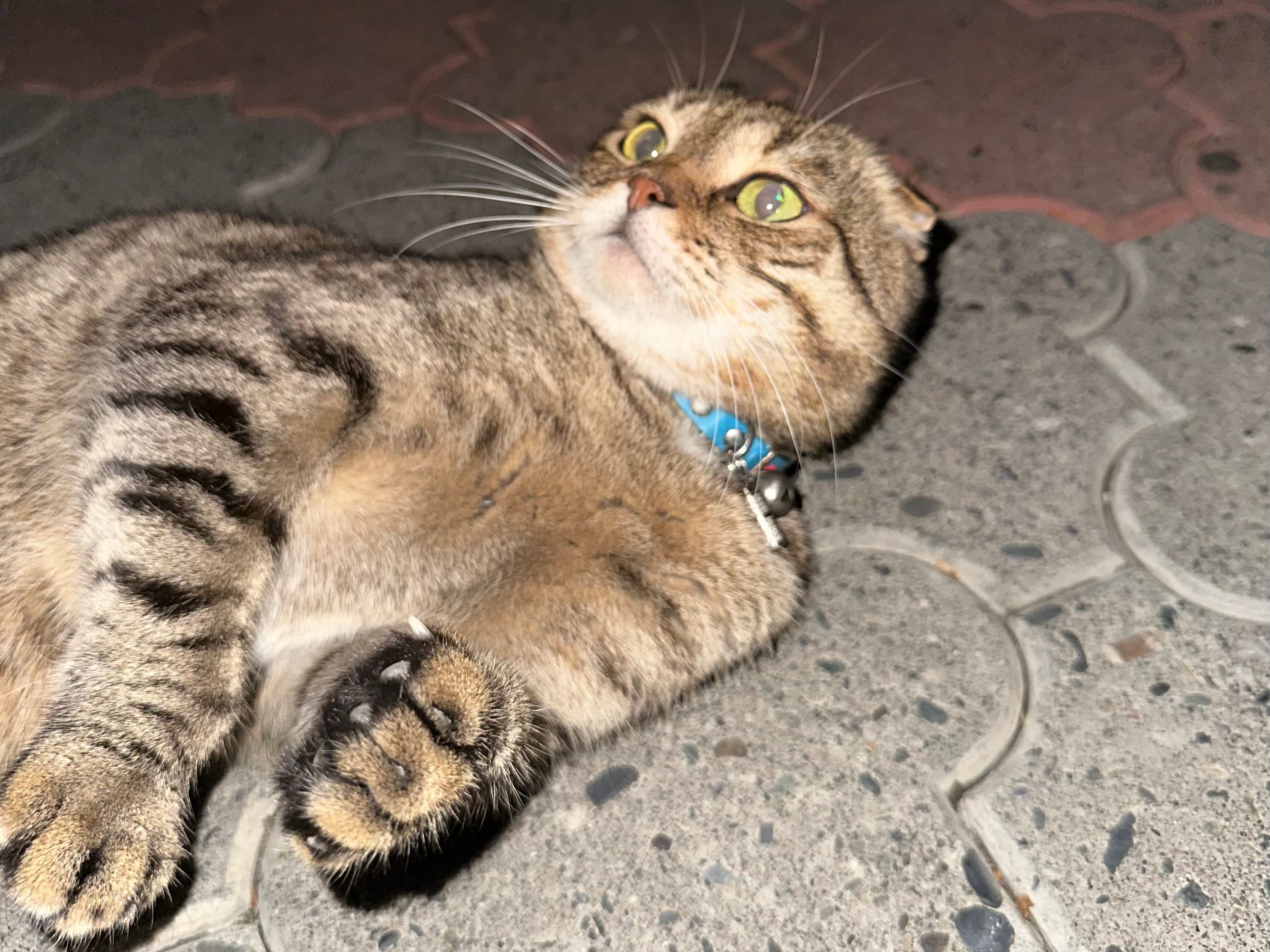 Tabby Scottish Fold cat
