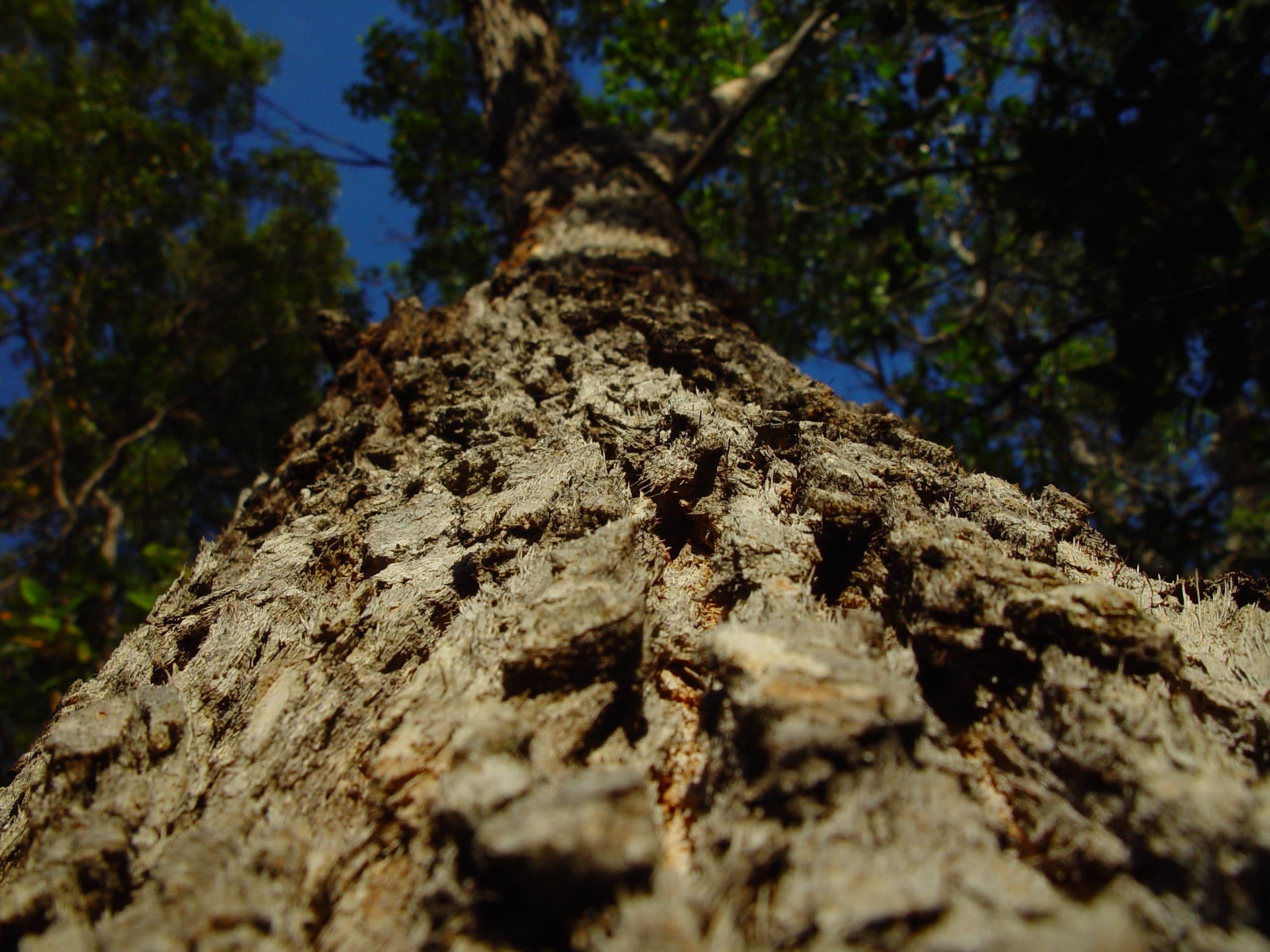 Redgum perspective bark tree