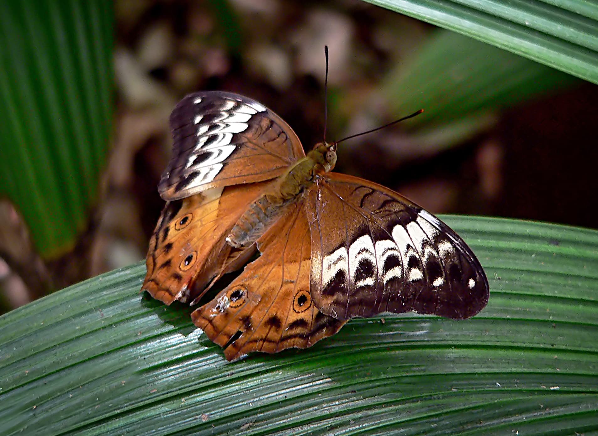 Cruiser Butterfly (17414789383)
