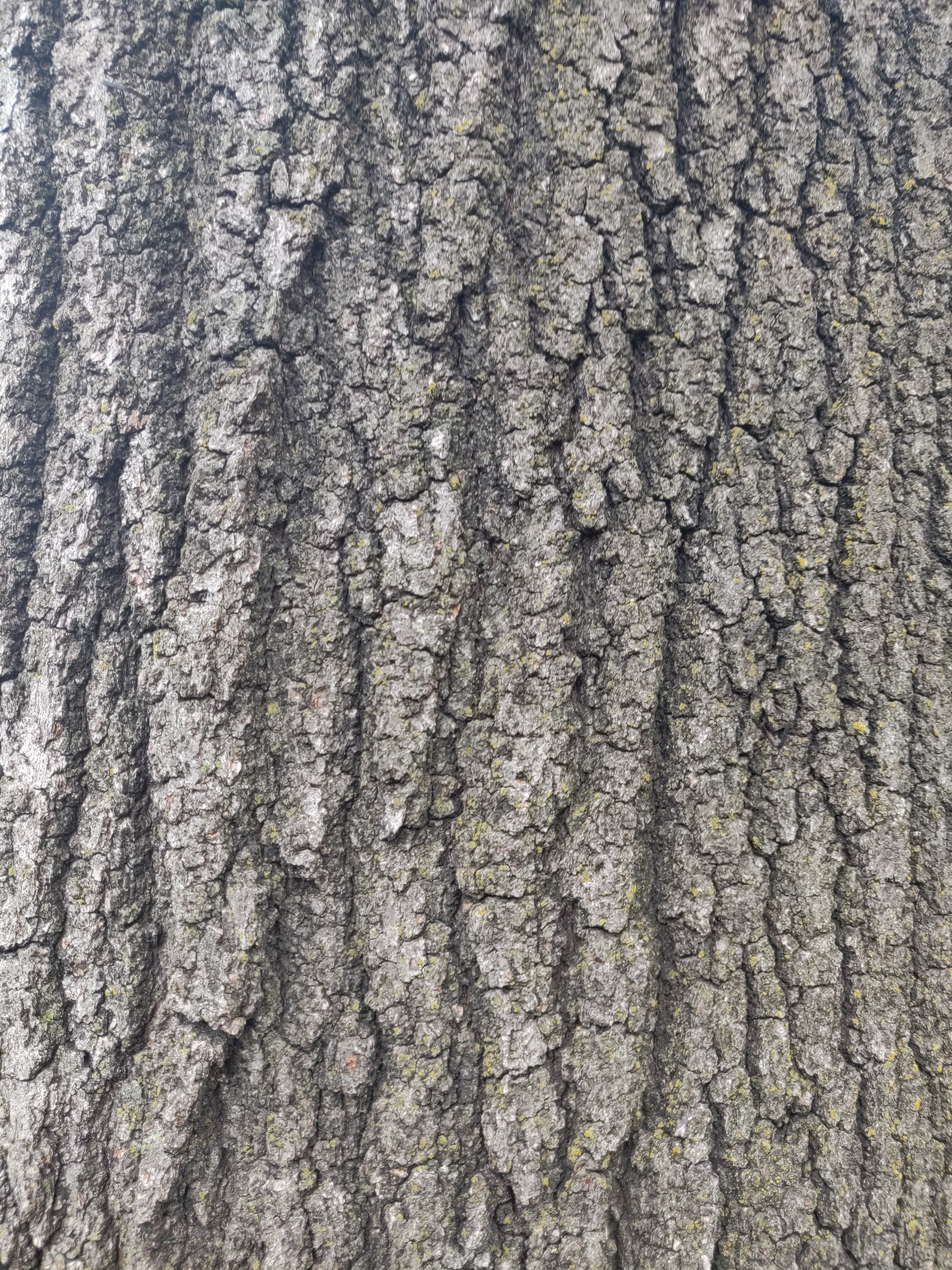Oak tree bark texture