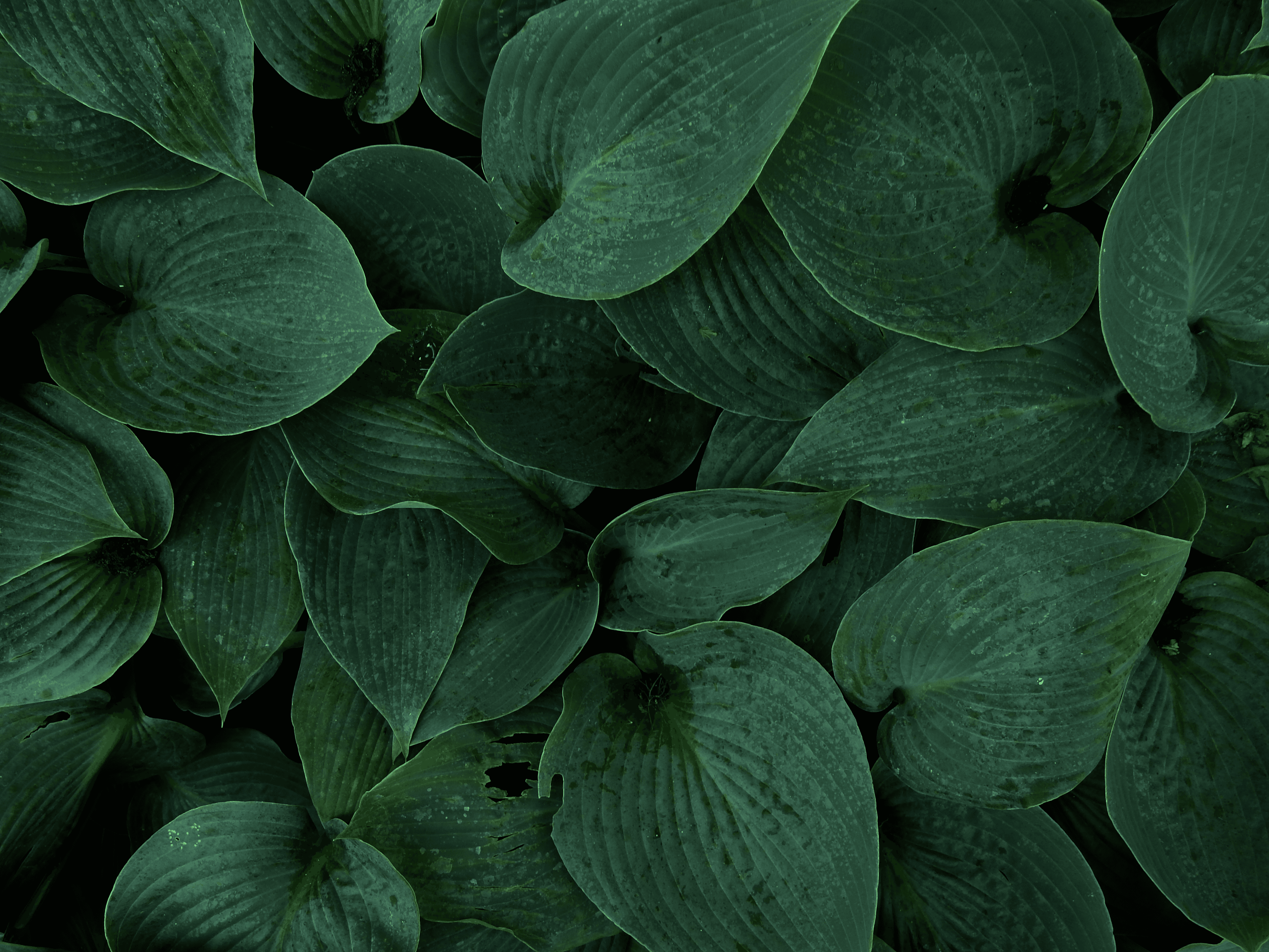 Dark Green Leaves Edited