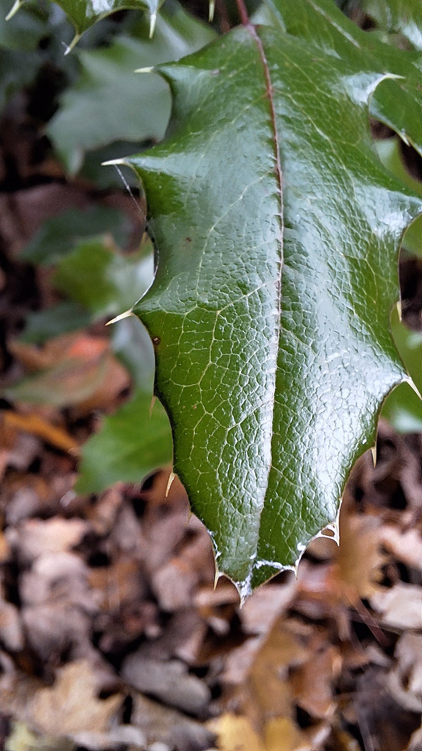 Holly leaf closeup