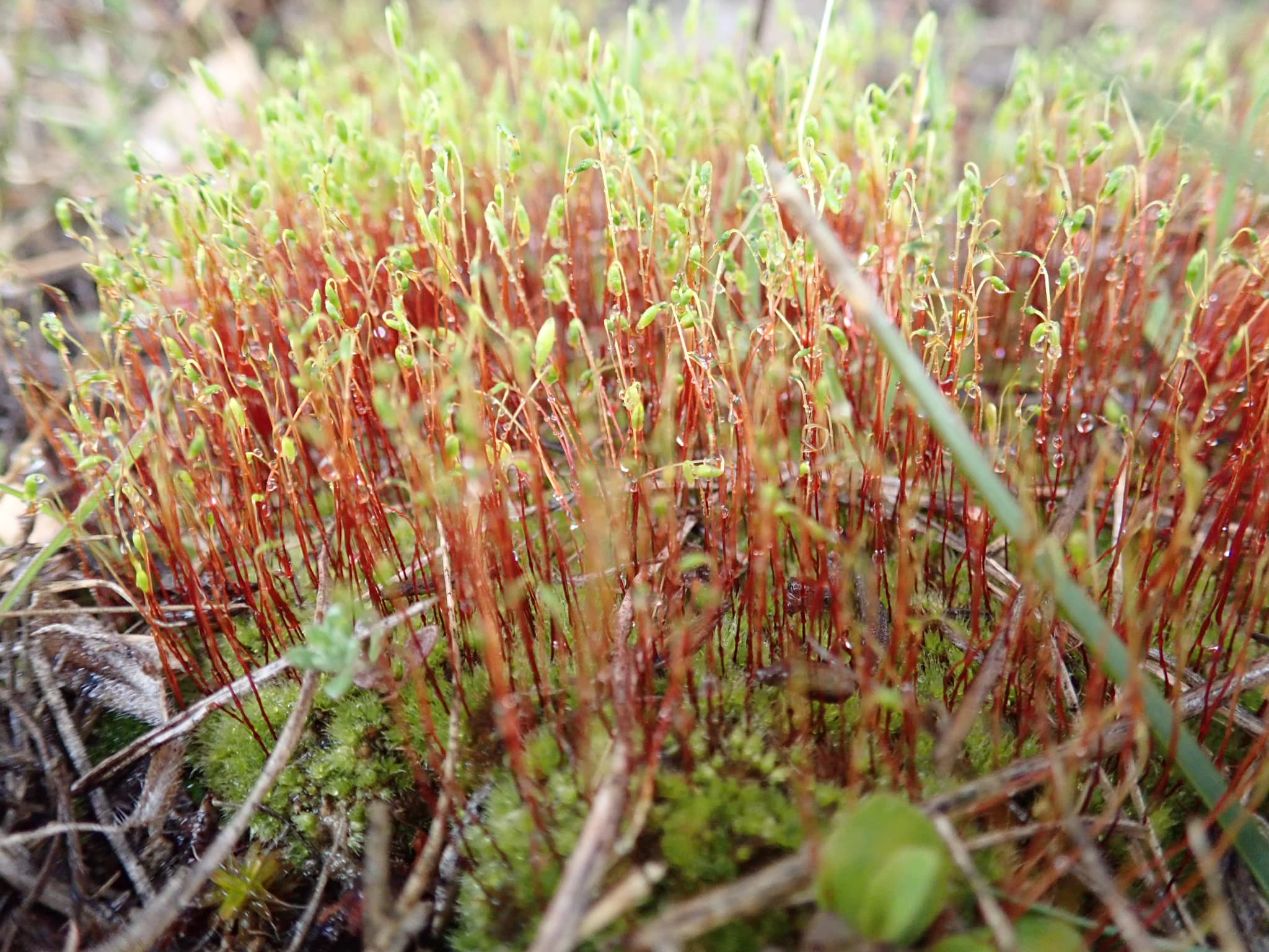 Moss Capsules, closeup (46944415114)