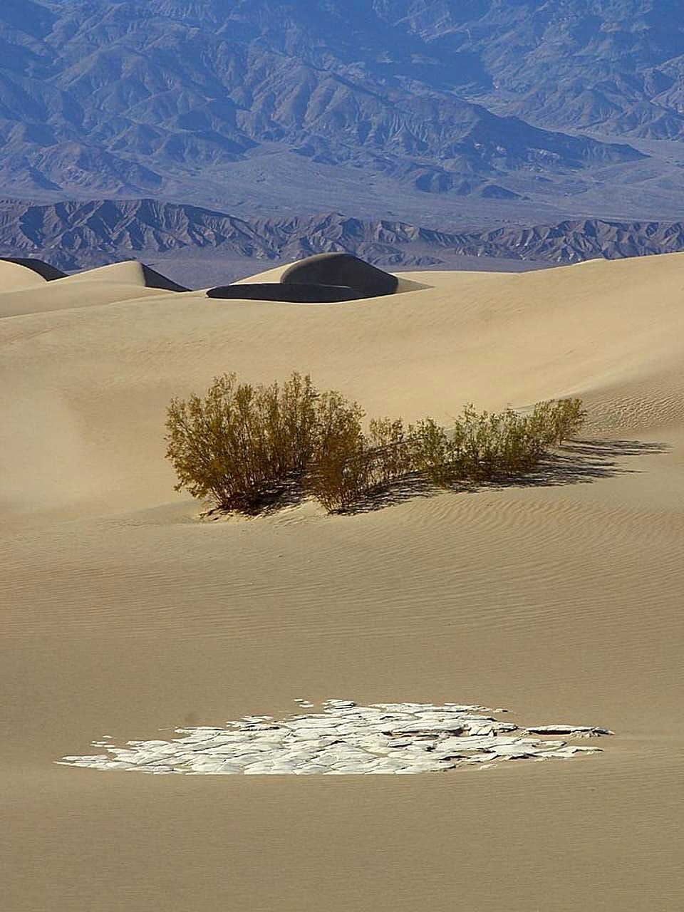 Dunes desert