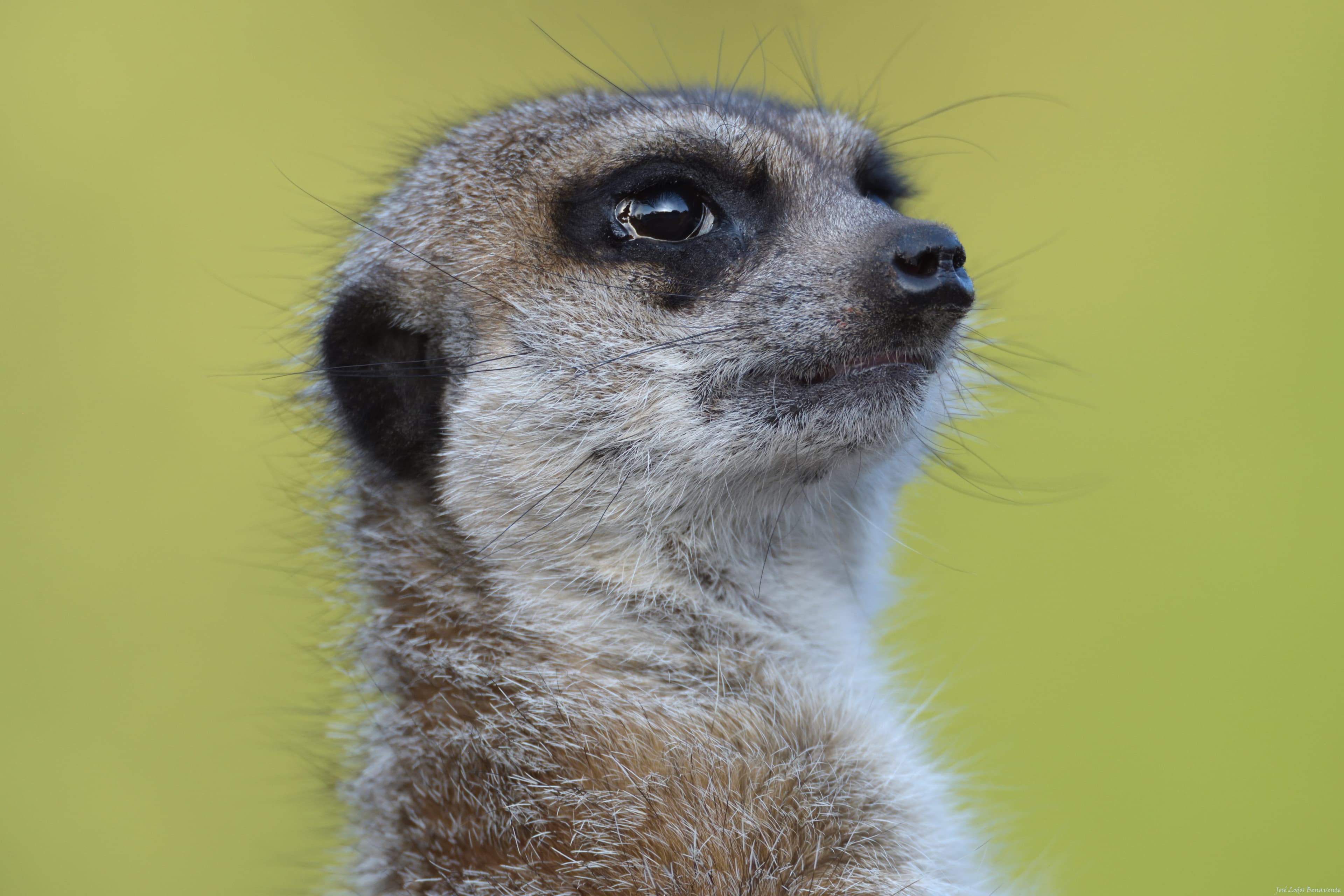 Meerkat portrait looking sunset