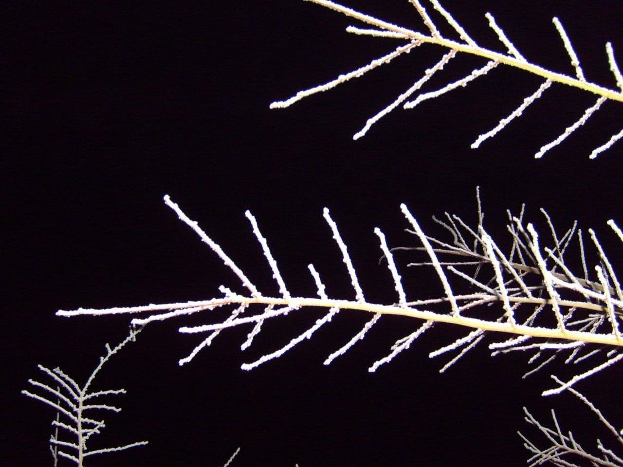 Snowy frozen branch night