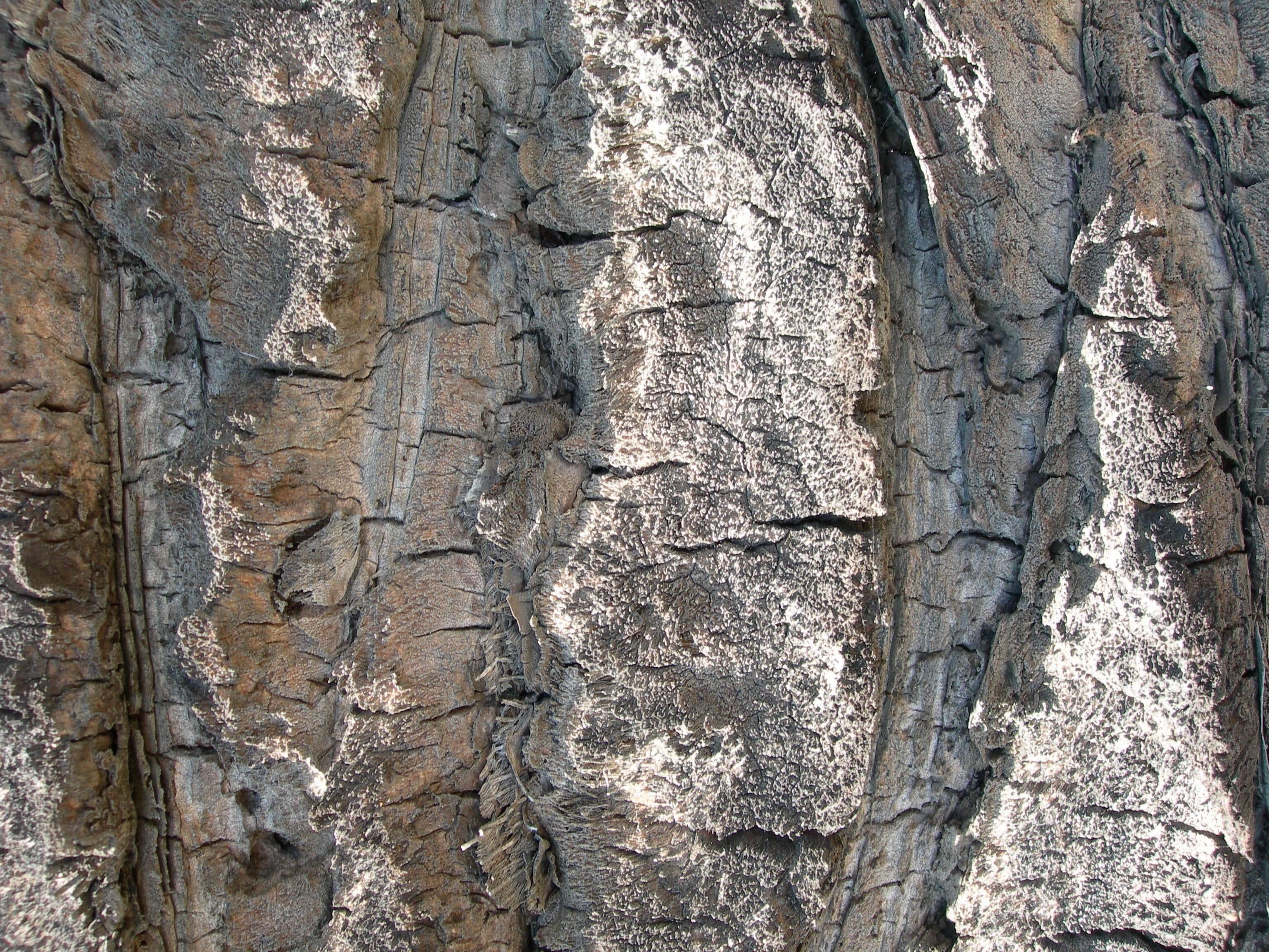Tree bark pattern