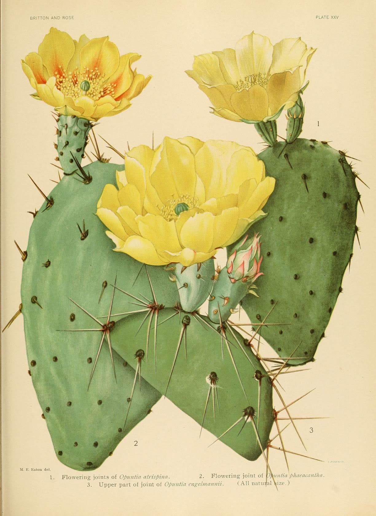 The Cactaceae (Plate XXV) (6025953875)